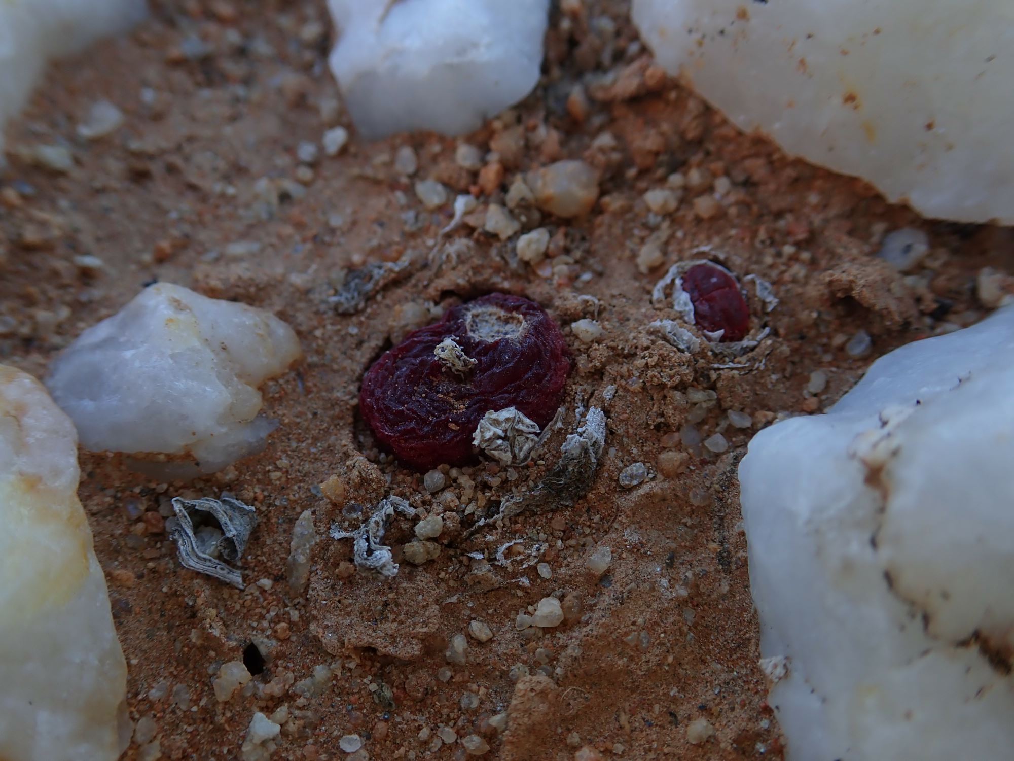 Image of Conophytum maughanii
