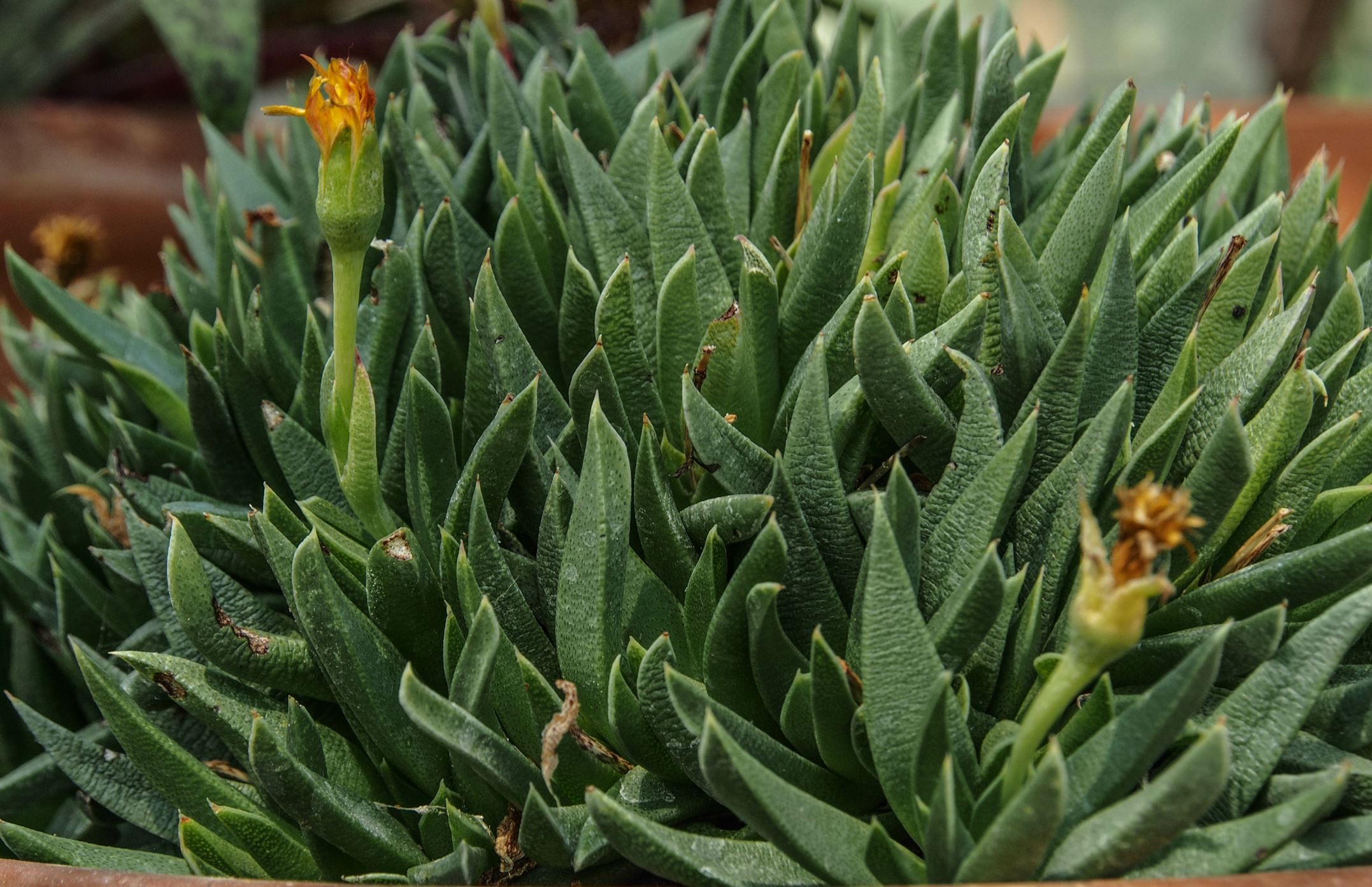 Image of Hereroa glenensis