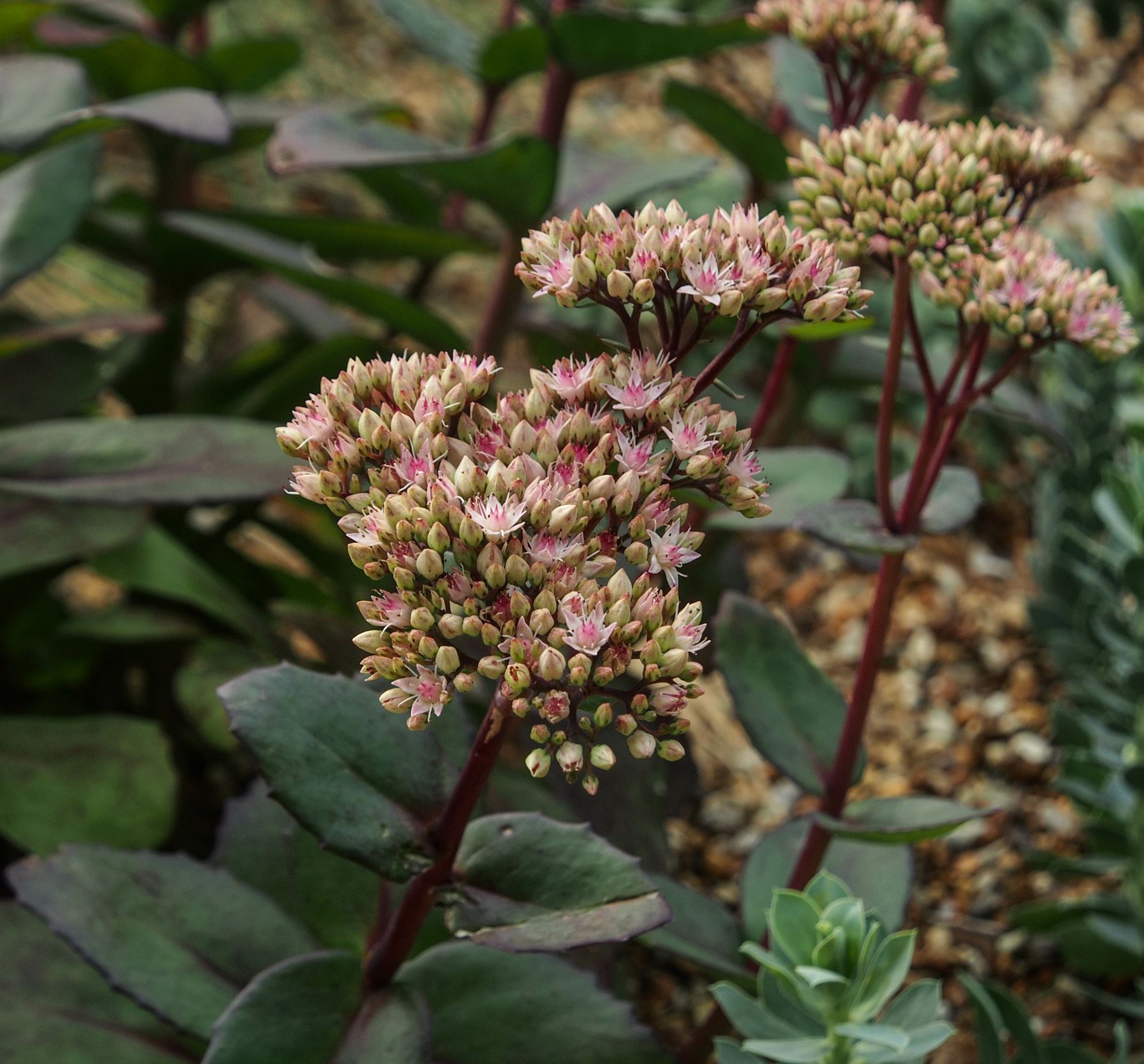 Image of Hylotelephium 'Matrona'