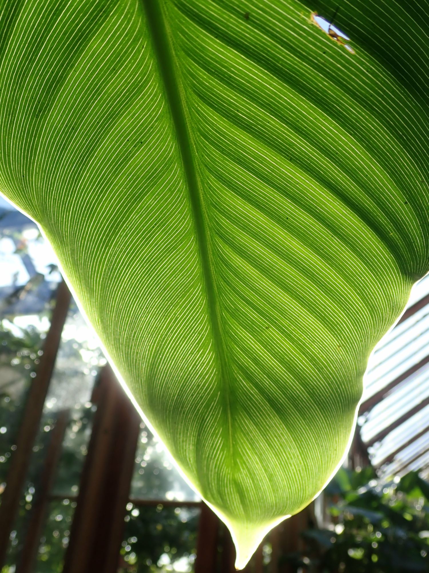 Image of Canna indica