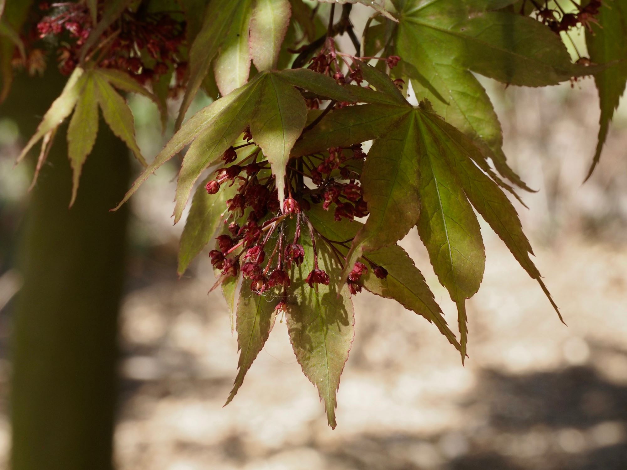 Image of Acer palmatum 'Osakazuki'
