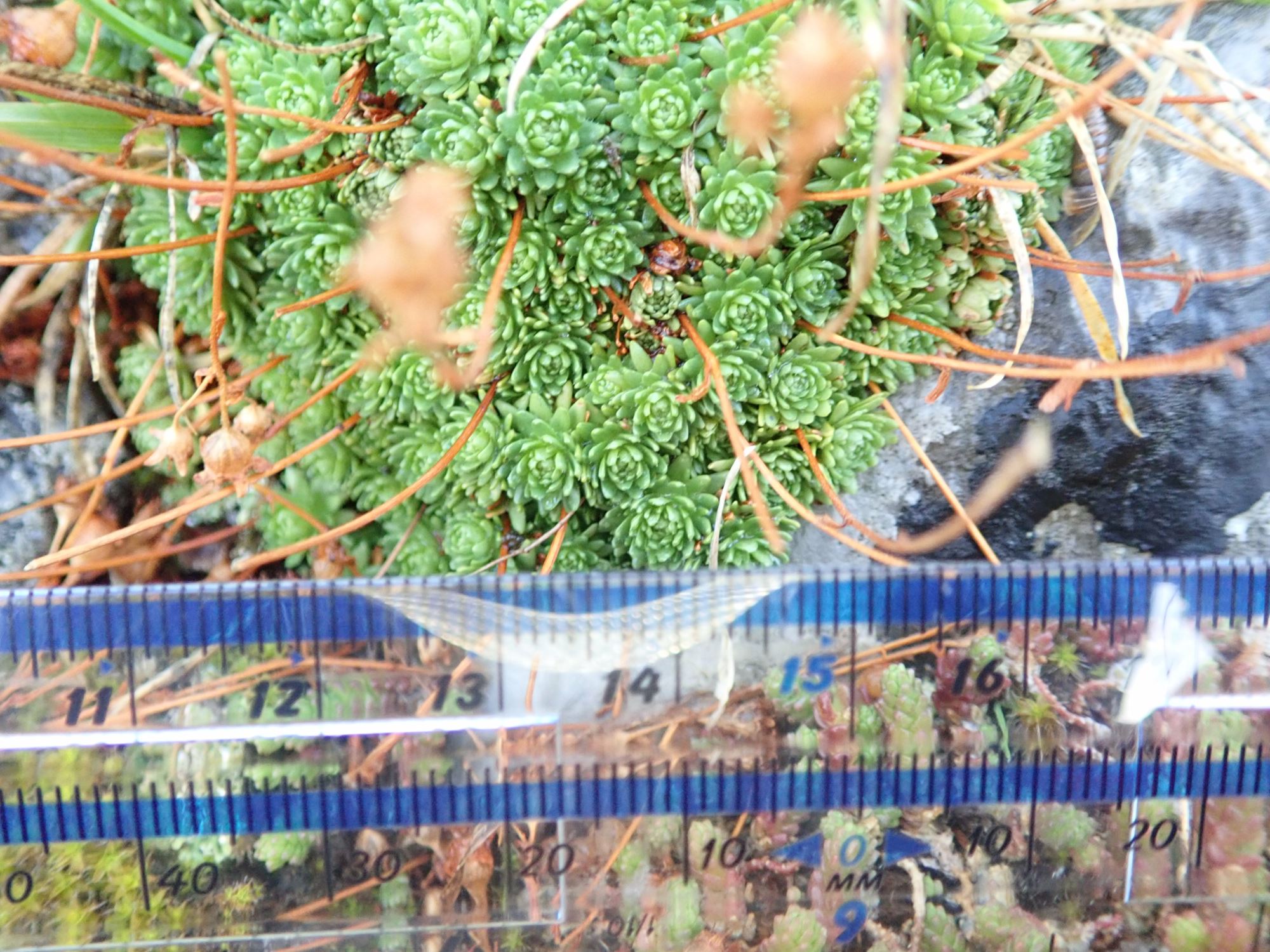 Image of Saxifraga exarata subsp. moschata