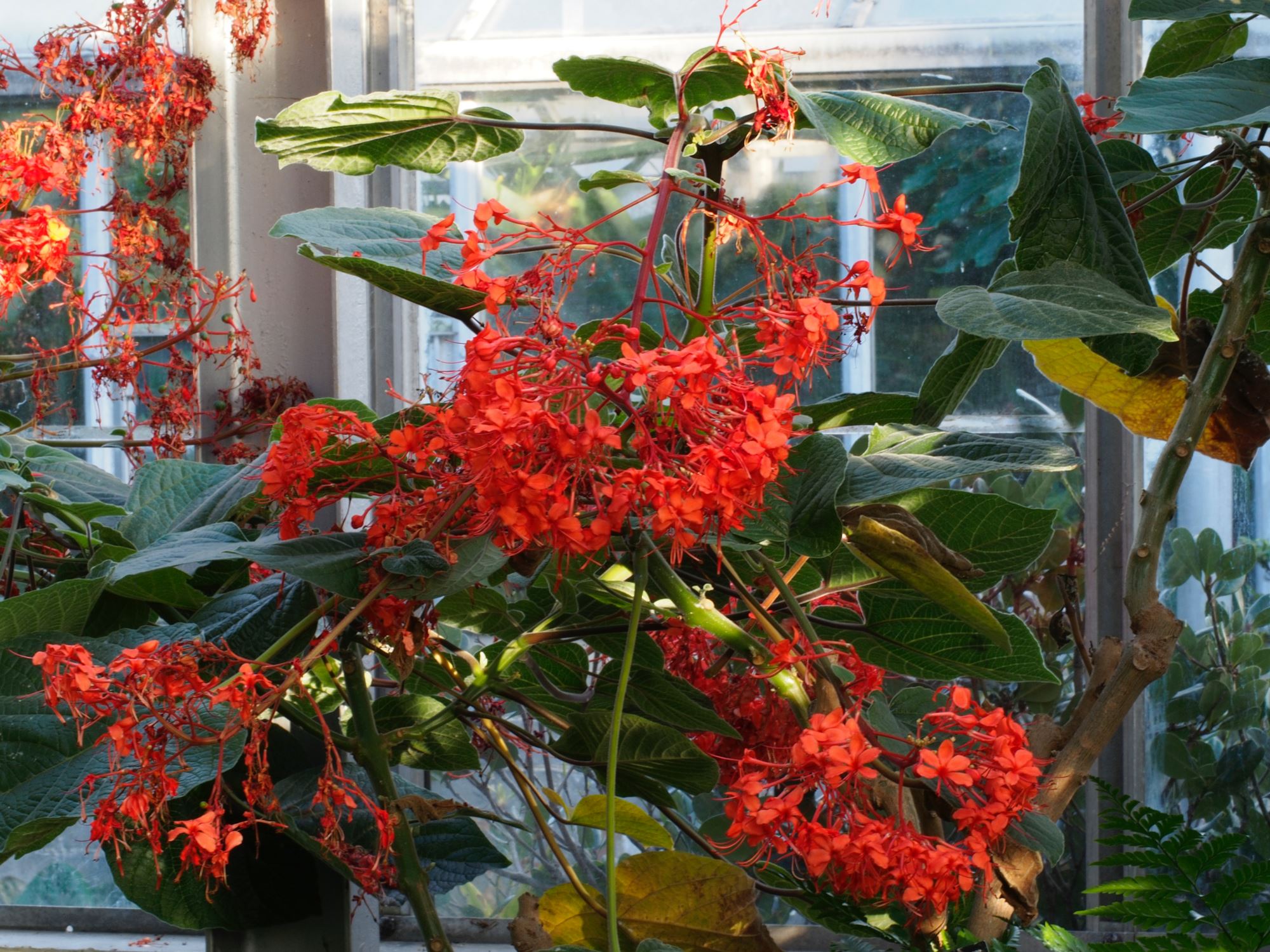 Image of Clerodendrum speciosissimum
