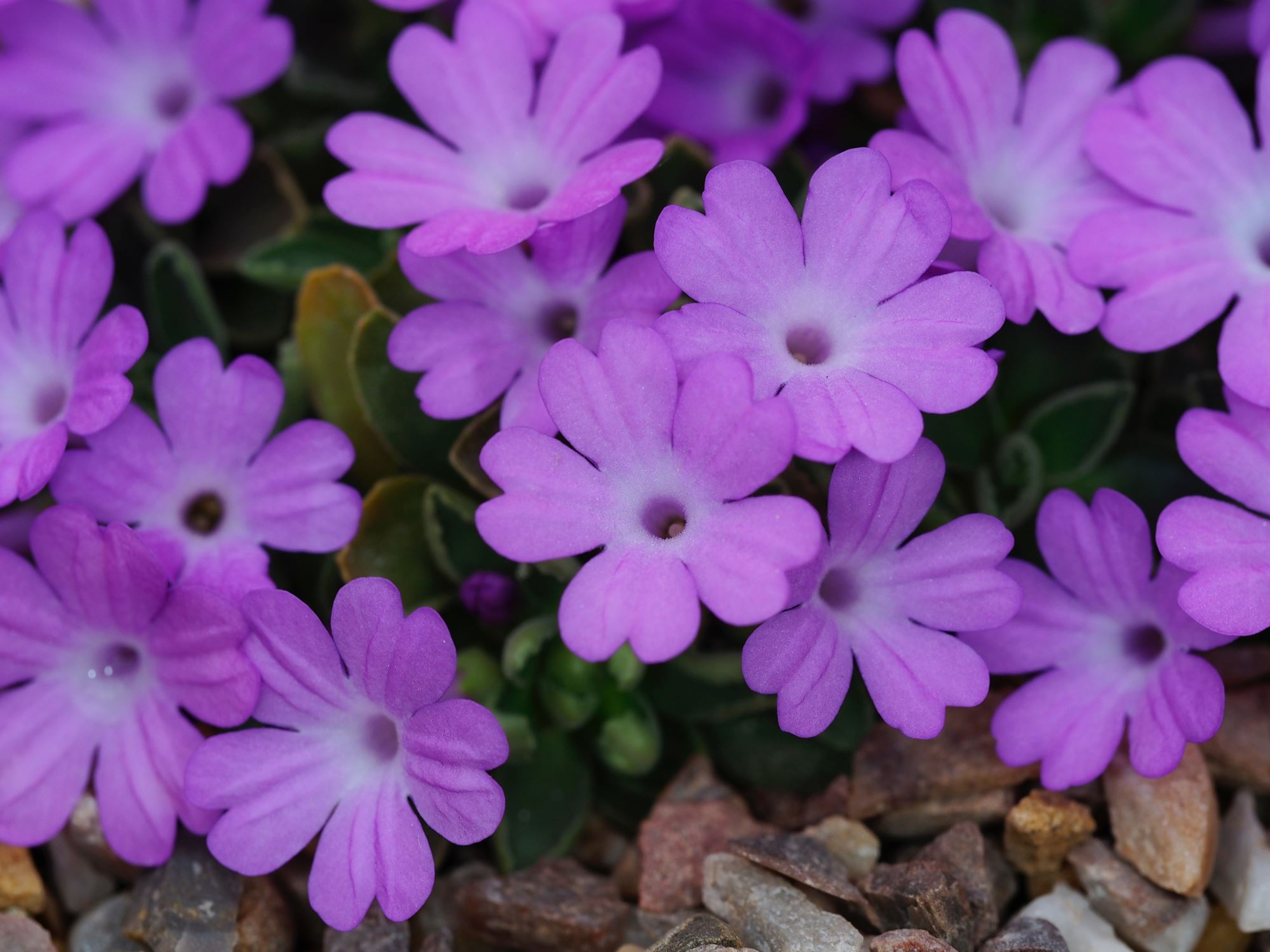 Image of Primula allionii 'Chivalry'