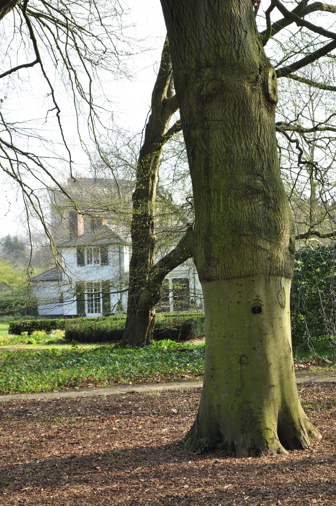 Image of Fagus sylvatica 'Miltonensis'