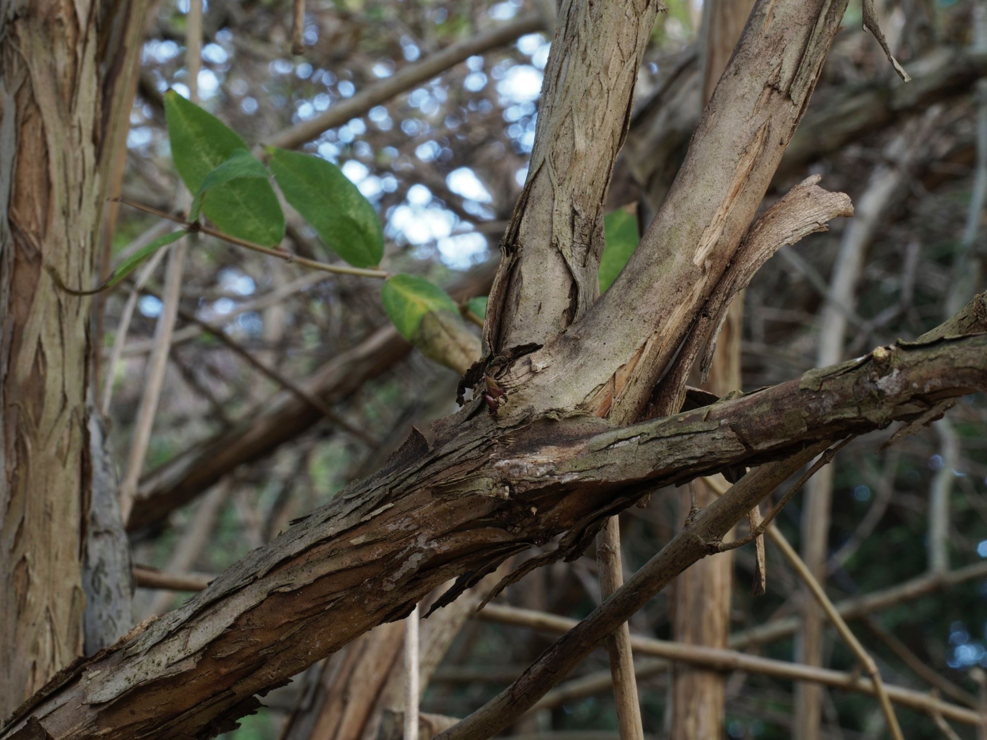 Image of Lonicera Ã— purpusii