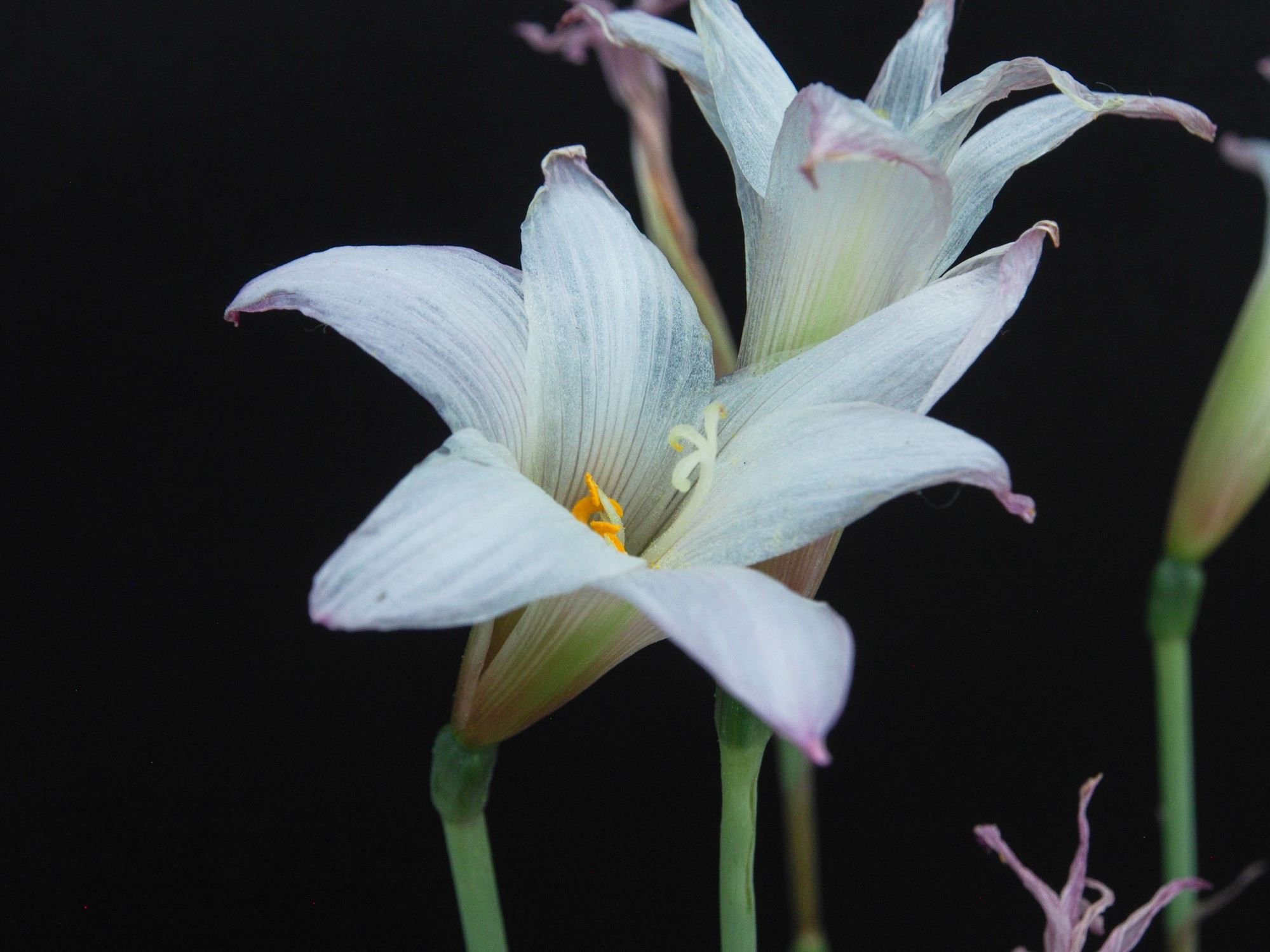 Image of Habranthus martinezii