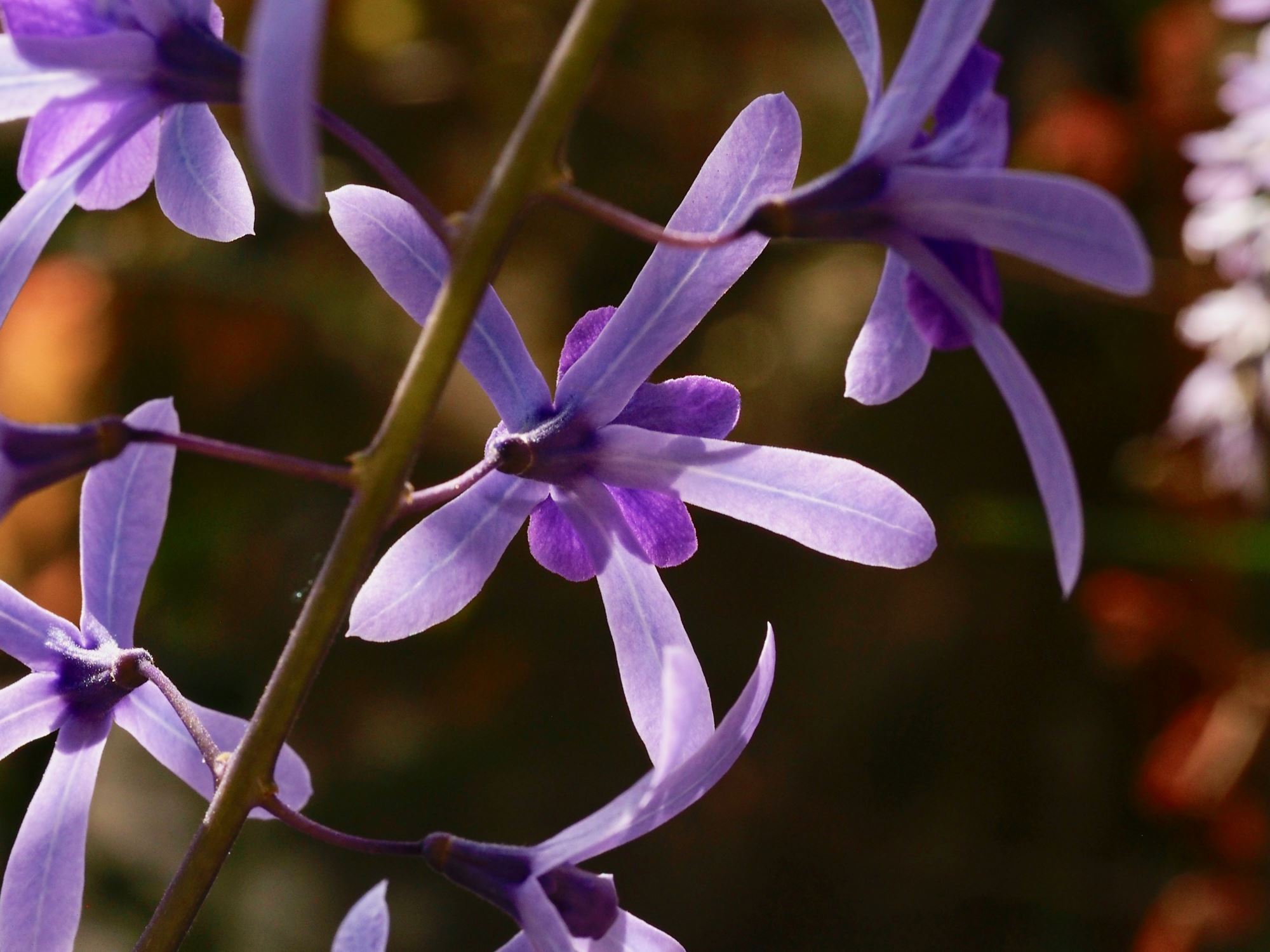 Image of Petrea volubilis
