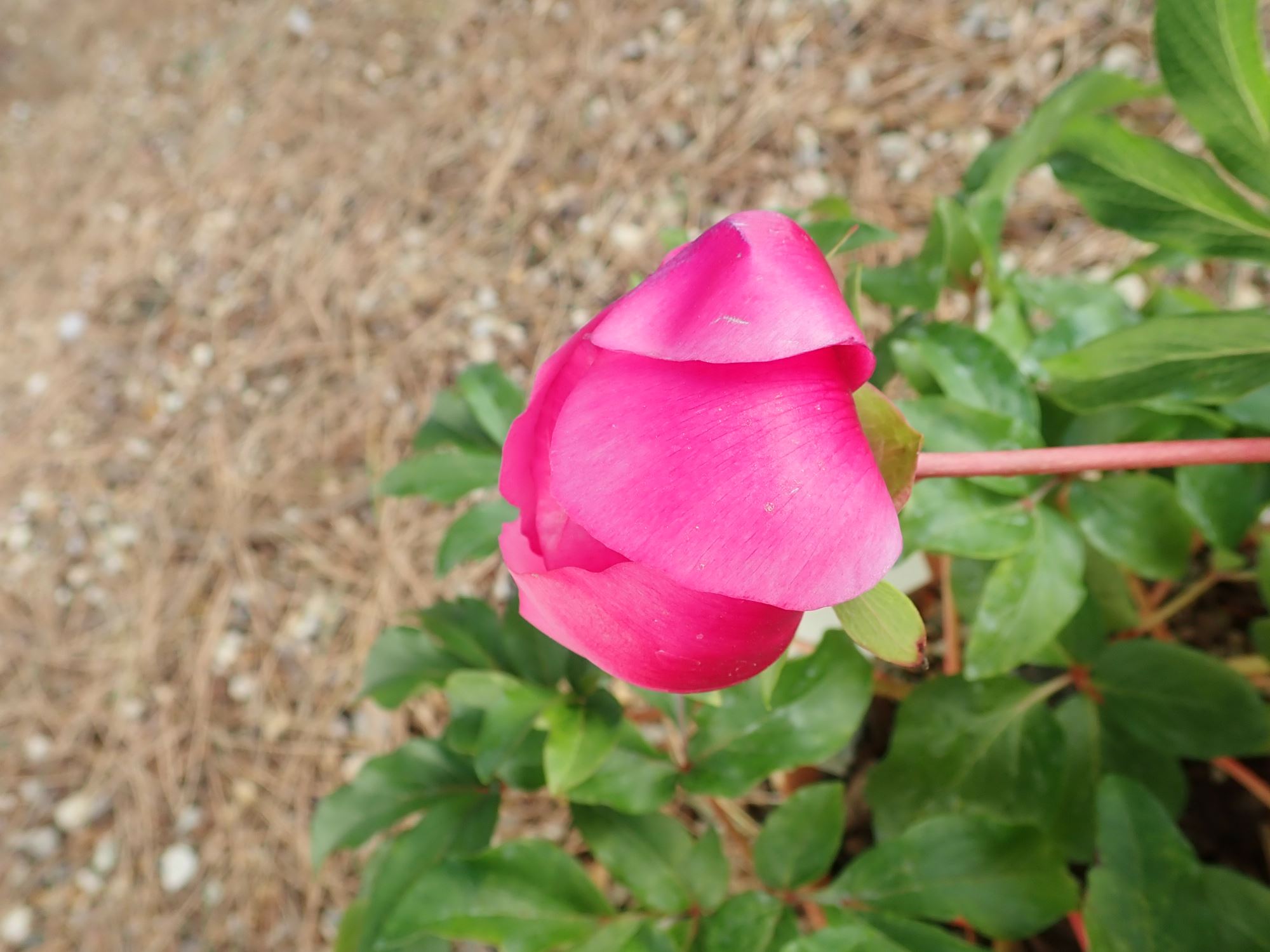 Image of Paeonia mascula subsp. mascula