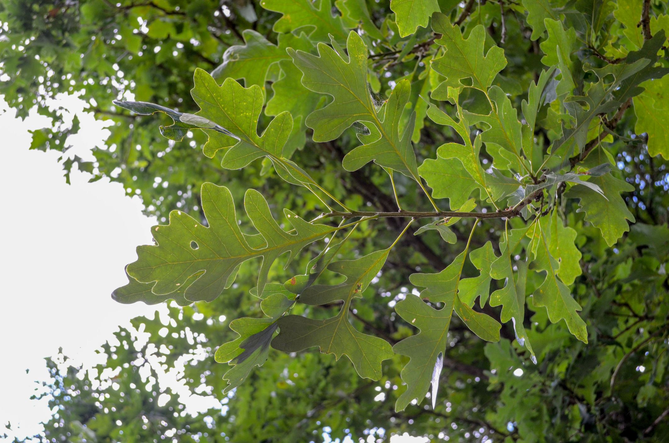 Image of Quercus macrocarpa