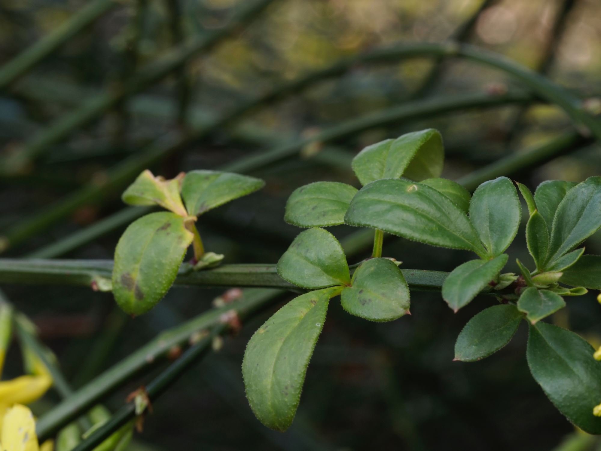 Image of Jasminum nudiflorum
