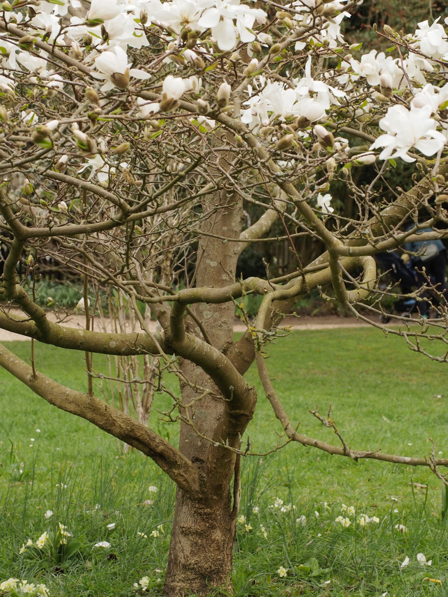 Image of Magnolia Ã— loebneri 'Merrill'
