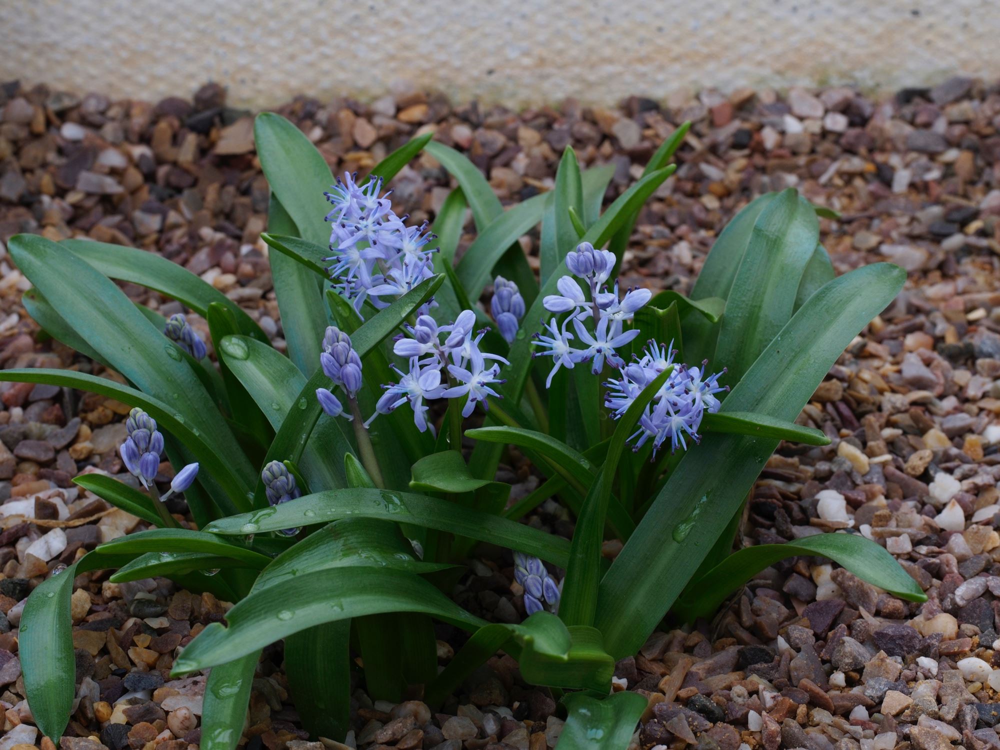 Image of Scilla messeniaca