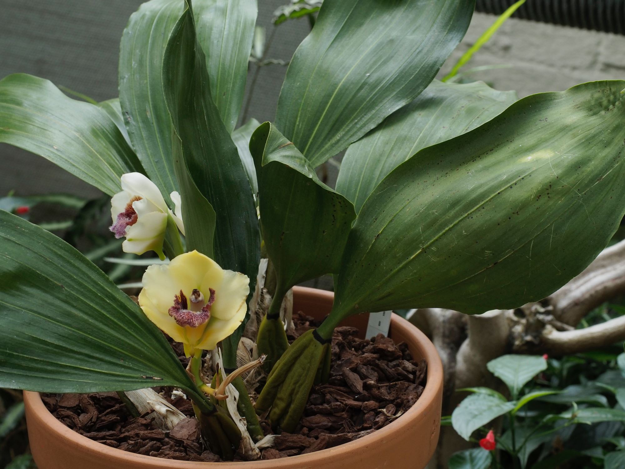 Image of Bifrenaria harrisoniae