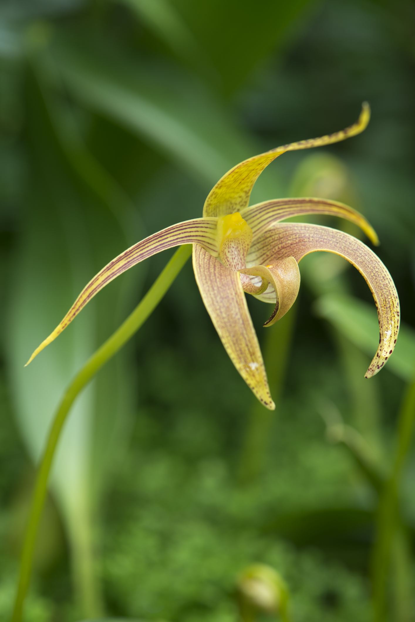 Image of Bulbophyllum lobbii