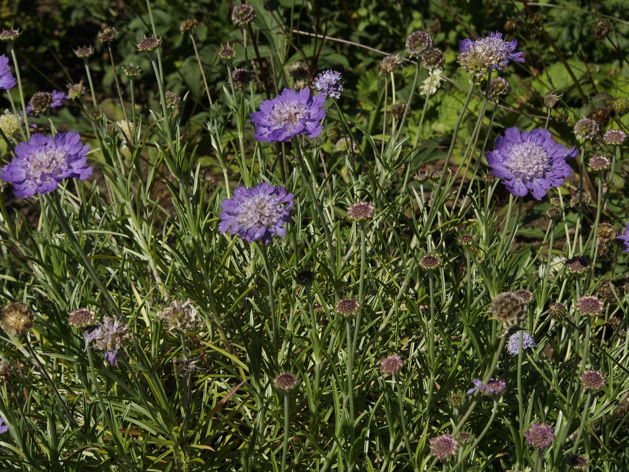 Image of Lomelosia graminifolia