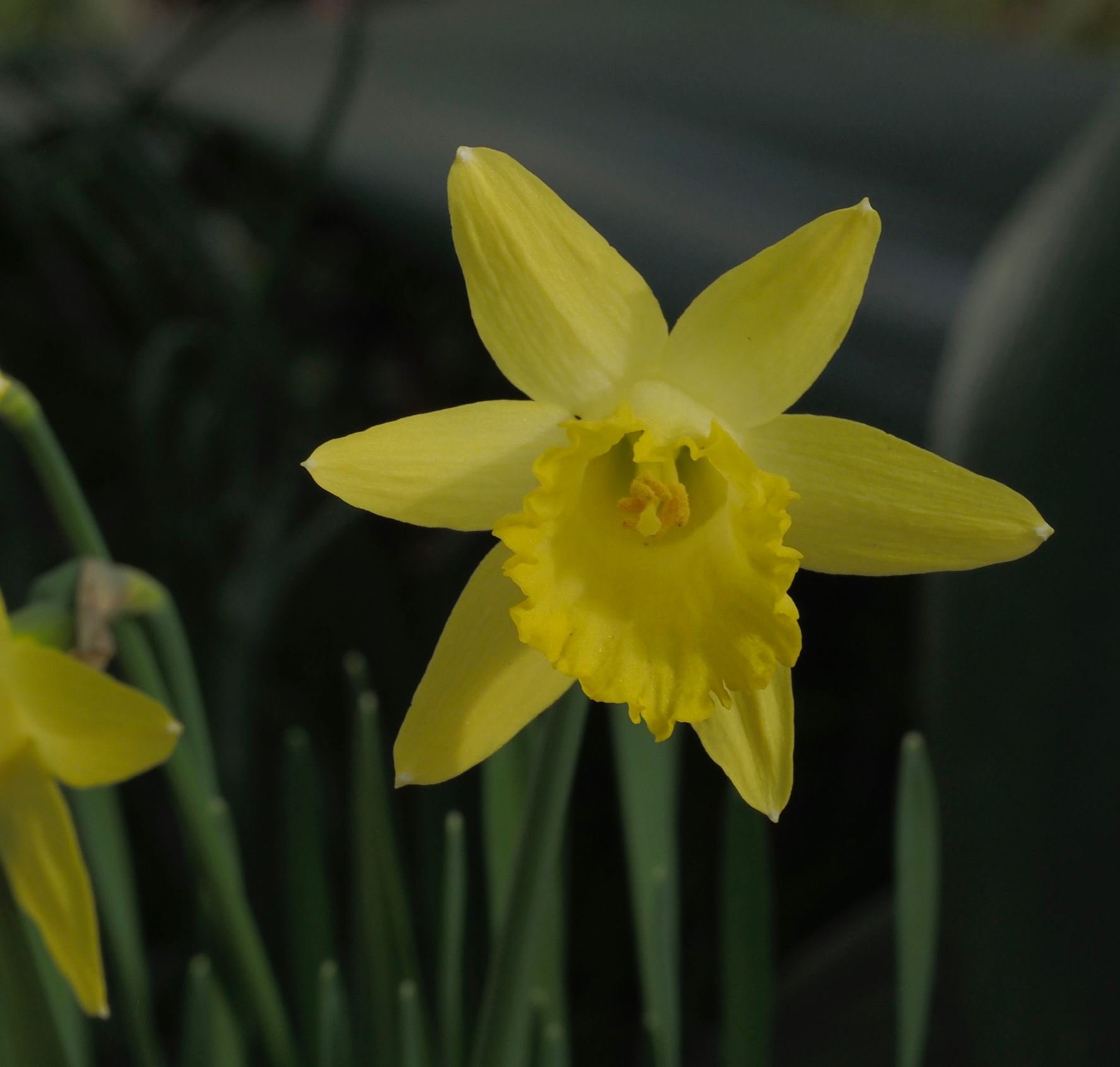 Image of Narcissus 'Bowles' Early Sulphur'