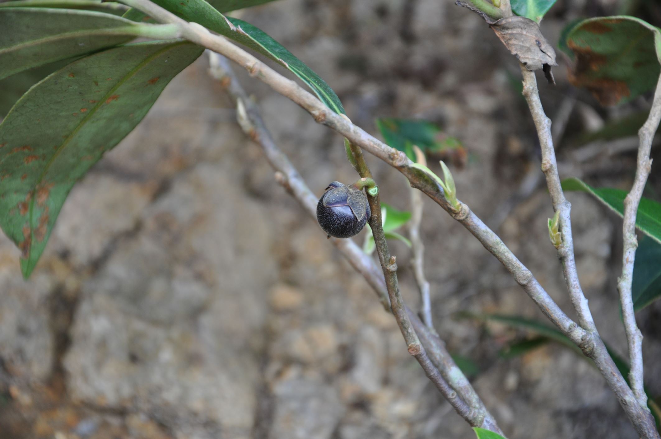 Image of Anneslea sp.