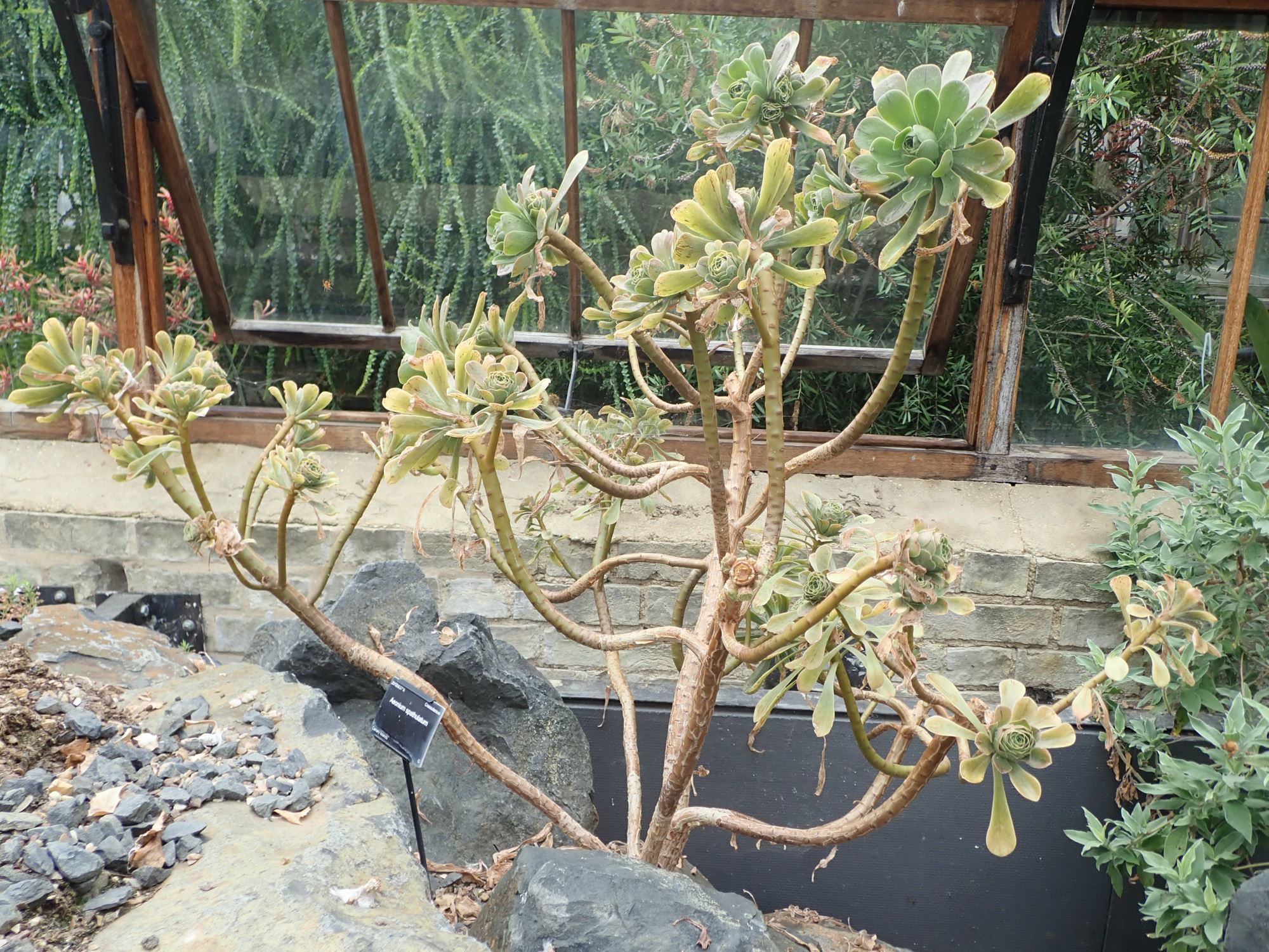 Image of Aeonium spathulatum