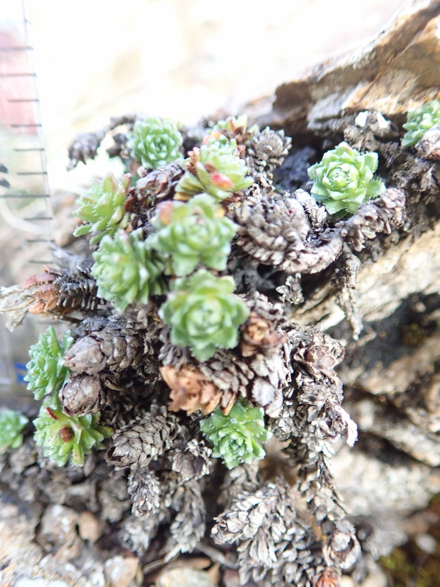 Image of Saxifraga oppositifolia subsp. paradoxa