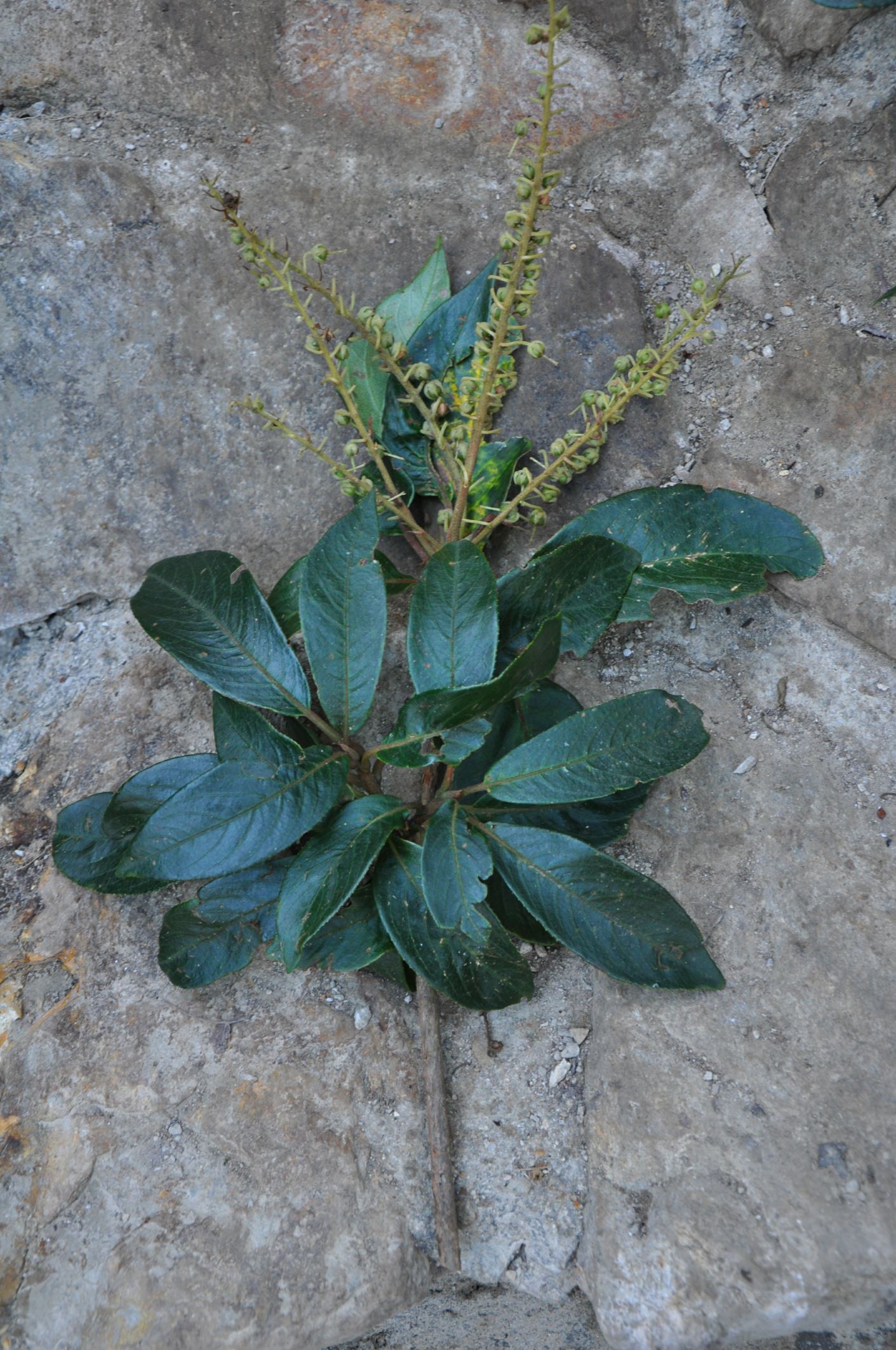 Image of Clethra fabri