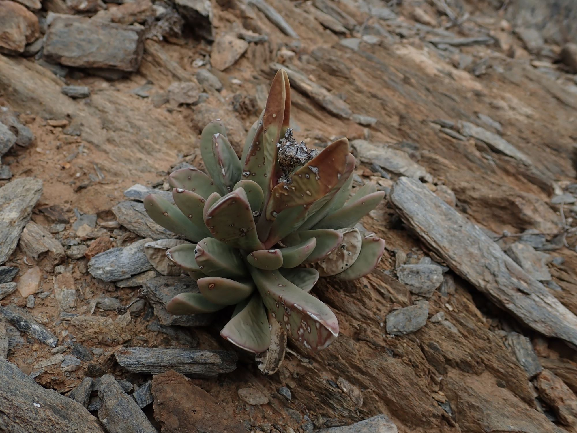 Image of Hartmanthus sp.