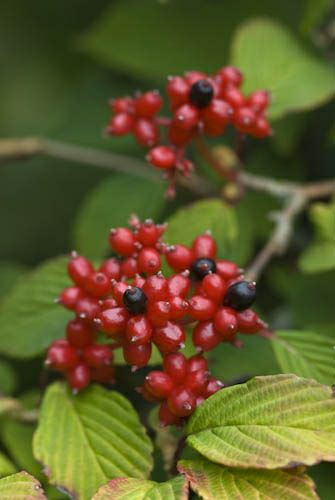 Image of Viburnum plicatum 'Pink Beauty'