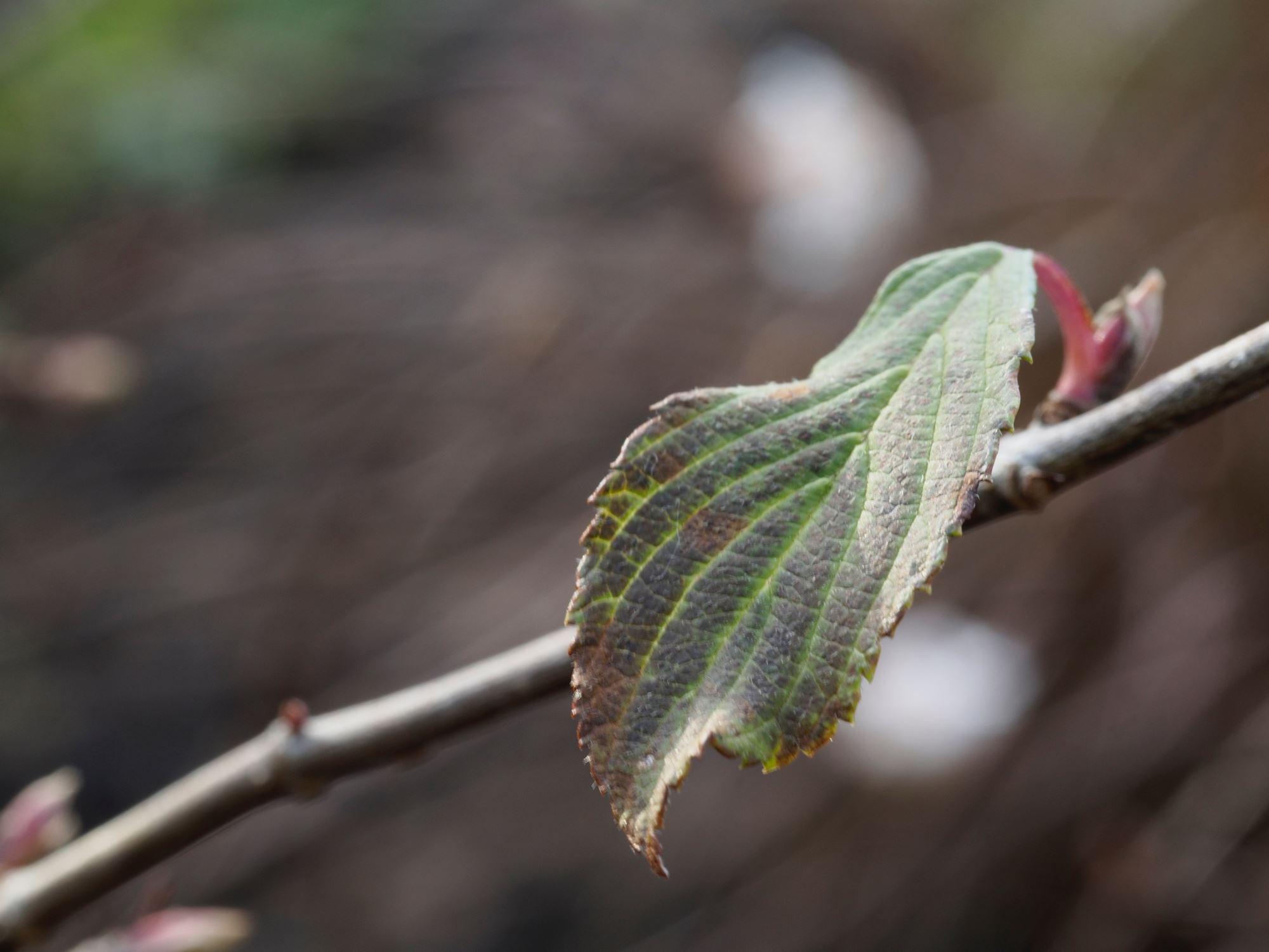 Image of Viburnum farreri 'Nanum'