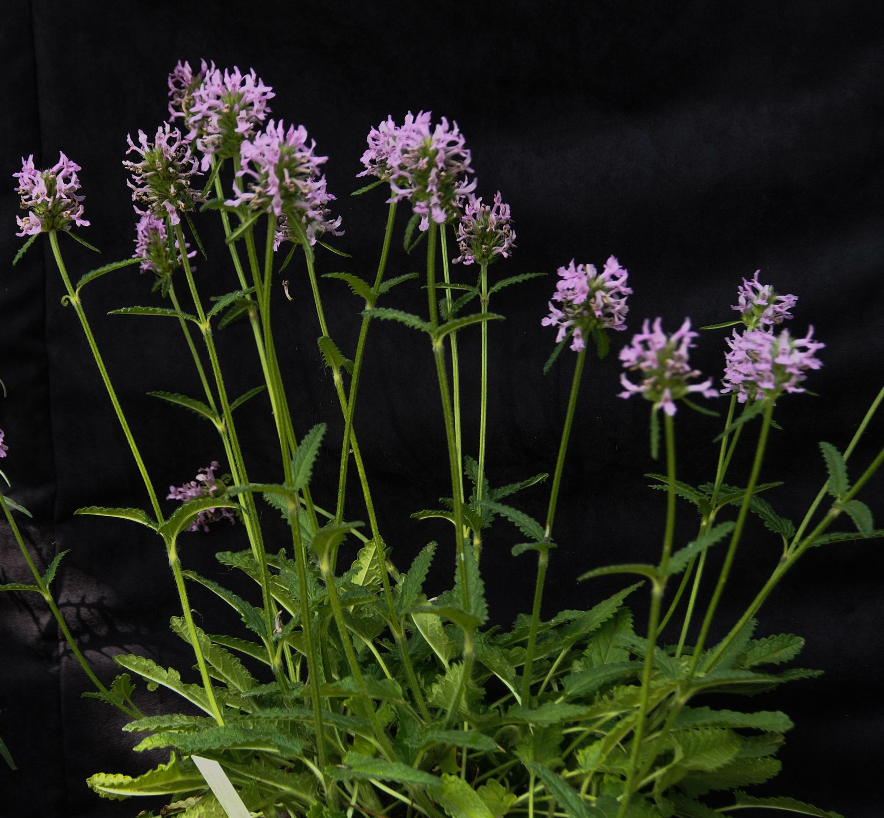 Image of Stachys officinalis