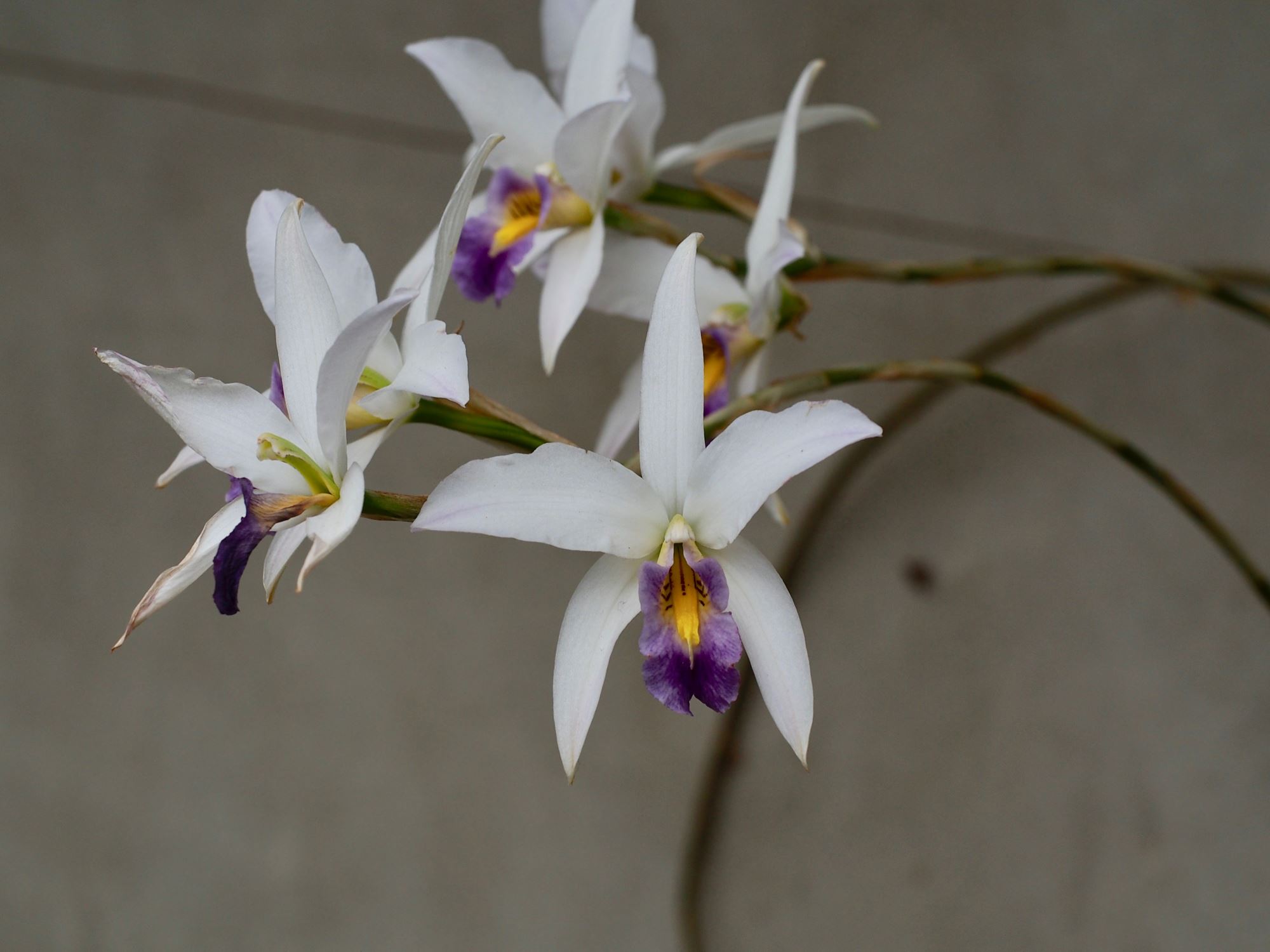 Image of Laelia anceps 'Veitchii'