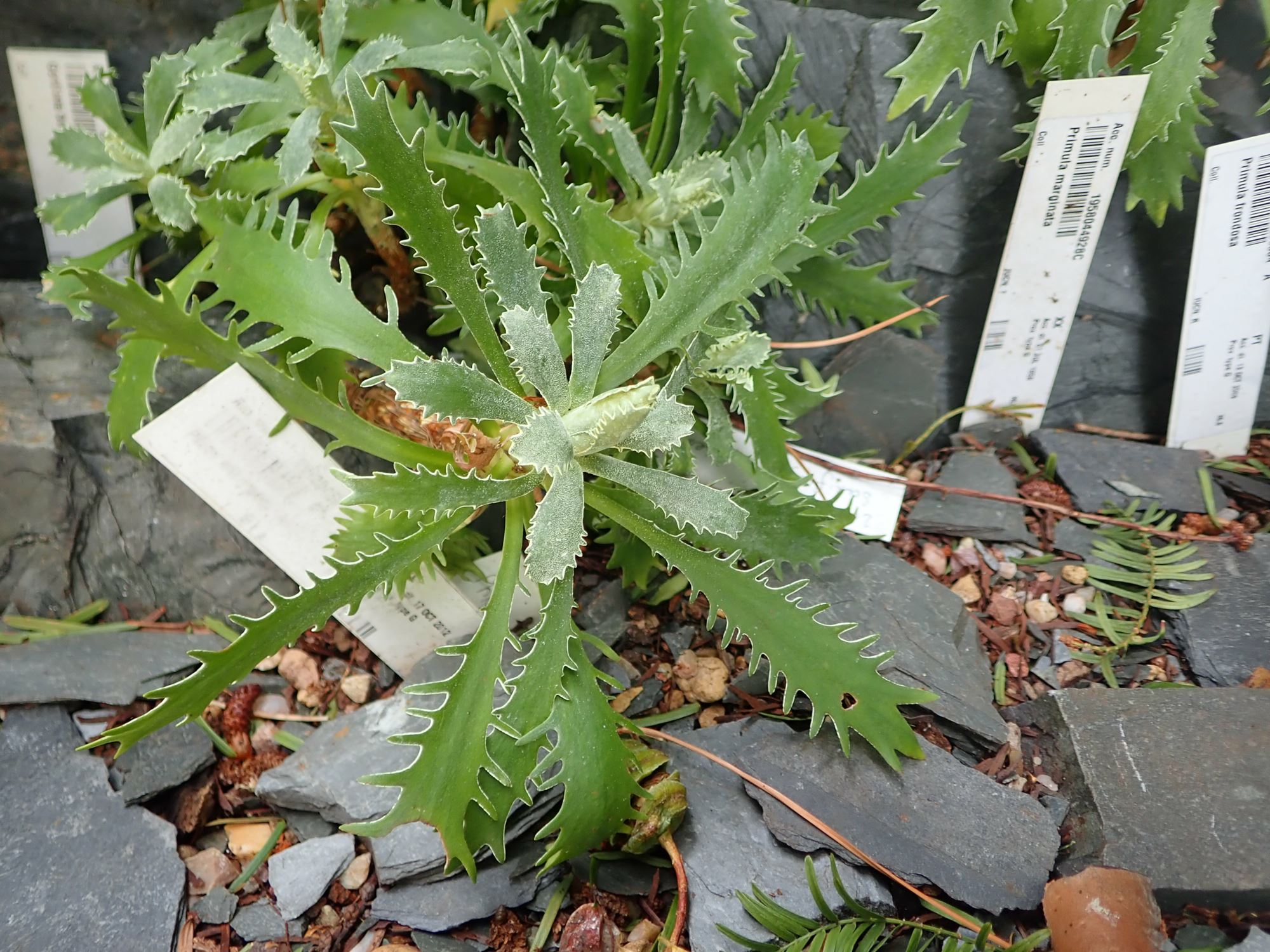 Image of Primula marginata
