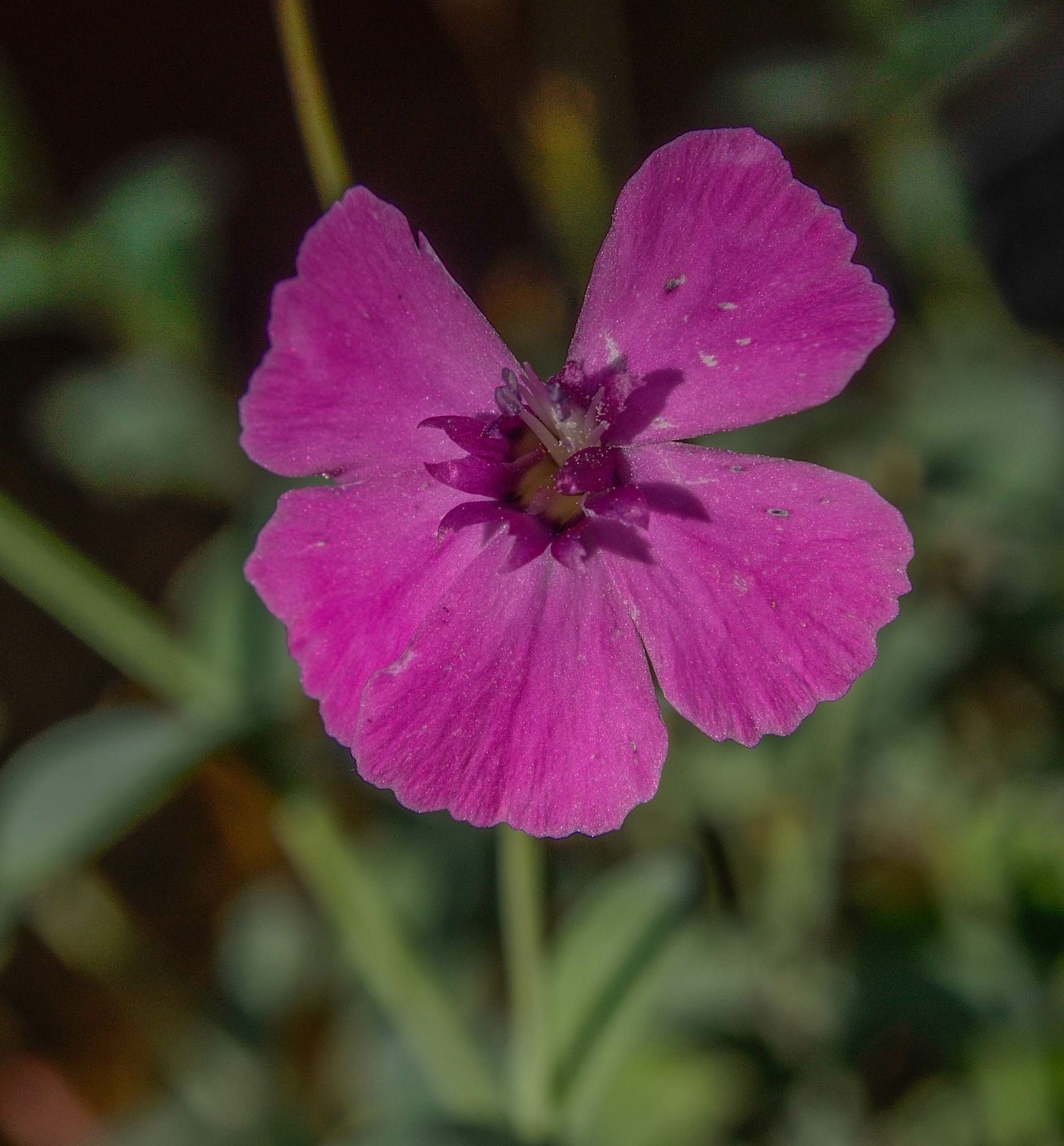 Image of Petrocoptis glaucifolia