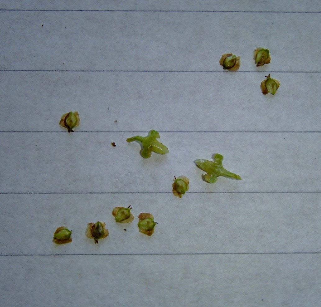 Image of Betula ermanii var. ermanii