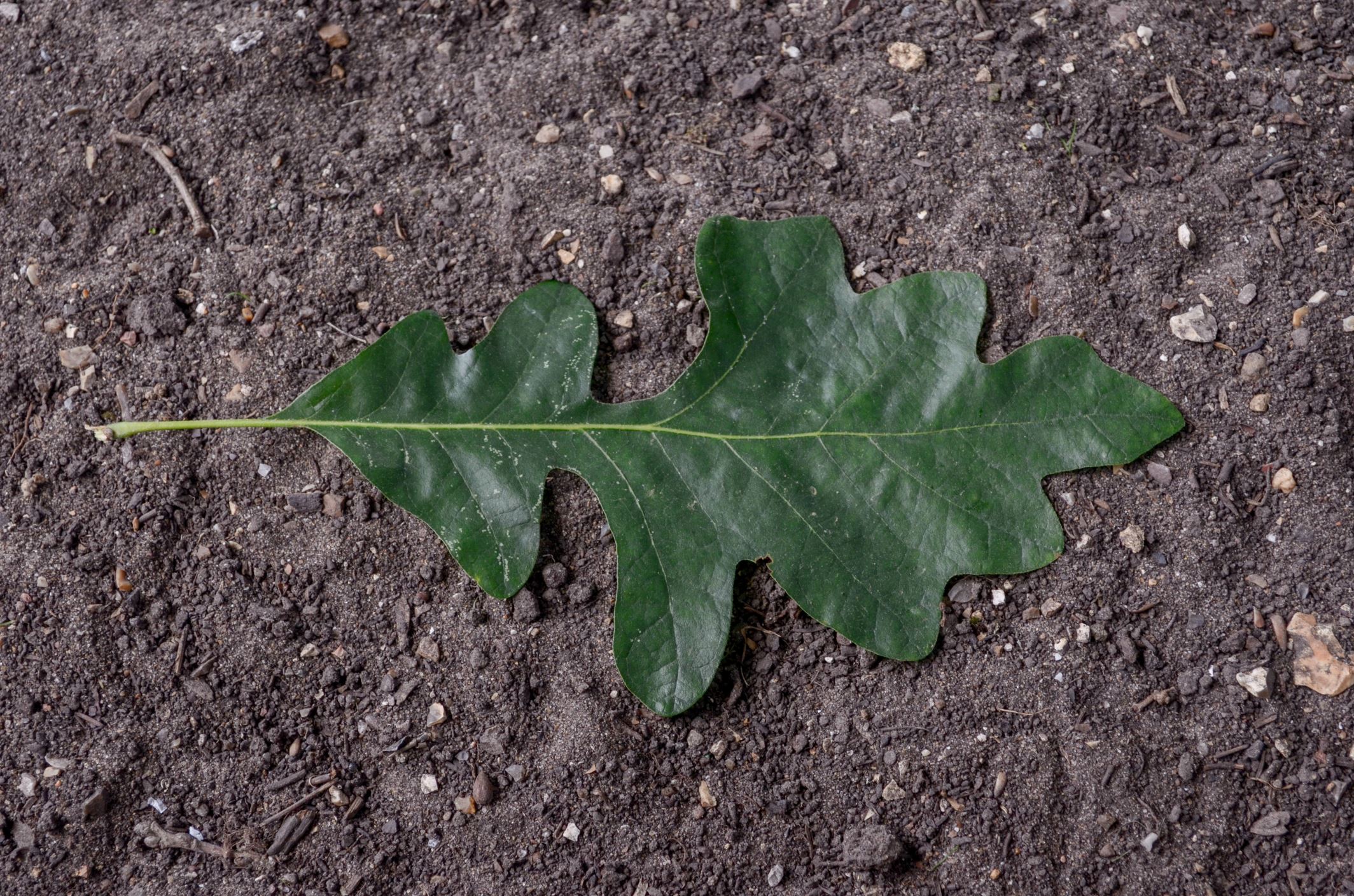Image of Quercus macrocarpa