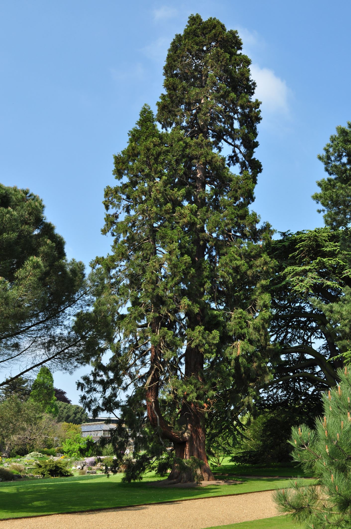 Image of Sequoiadendron giganteum