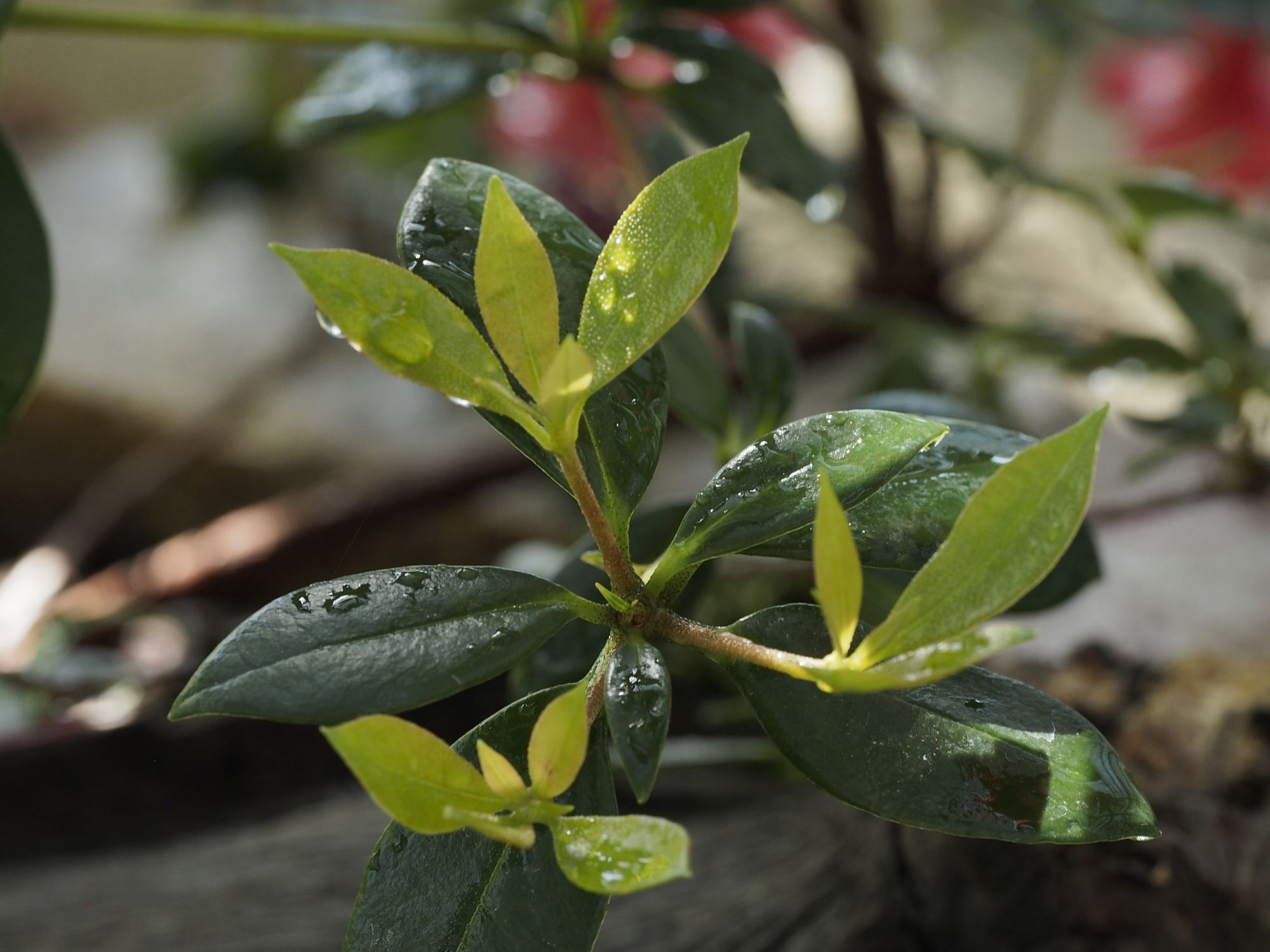 Image of Rhododendron 'Saint Valentine'