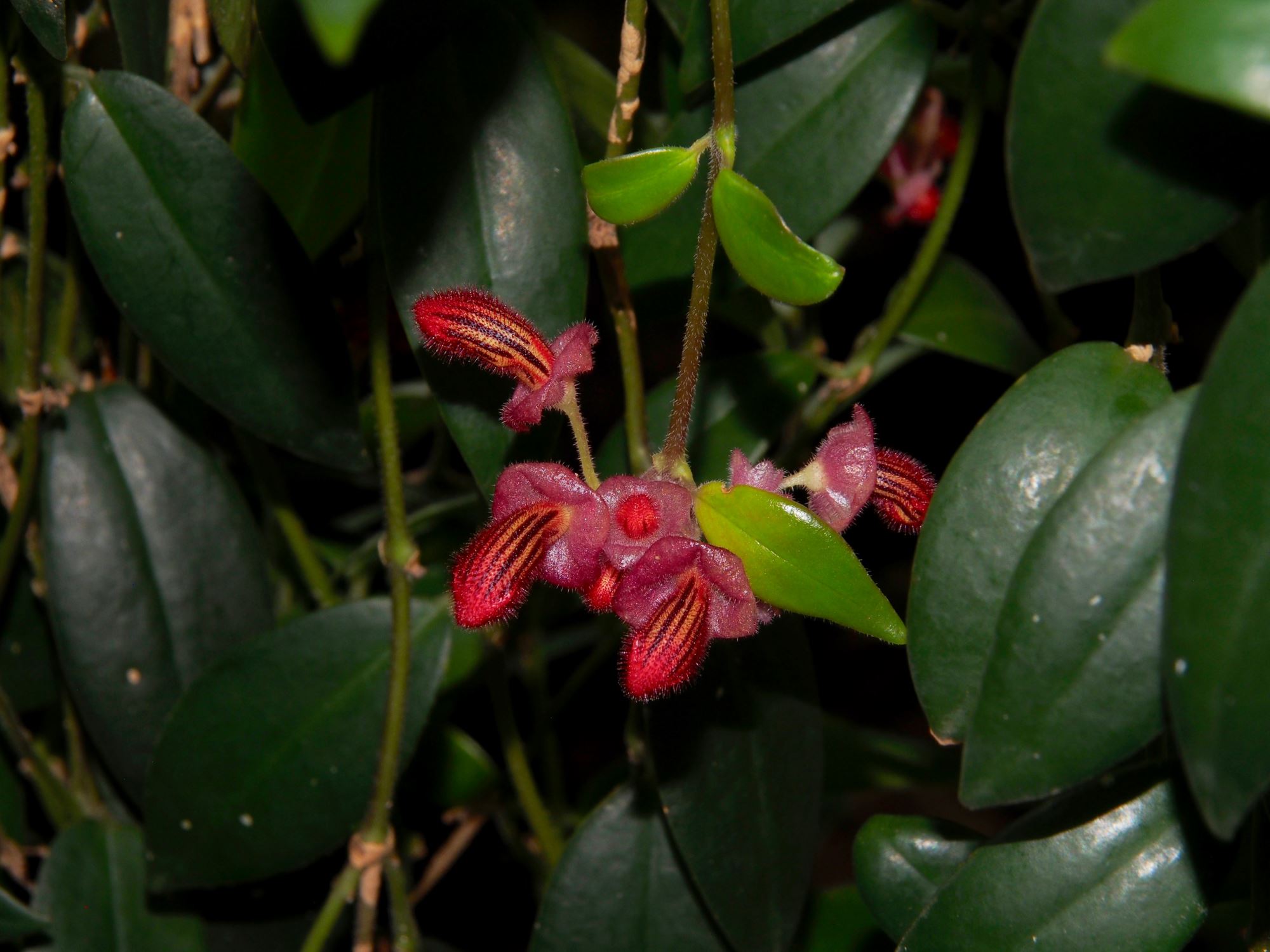 Image of Aeschynanthus tricolor
