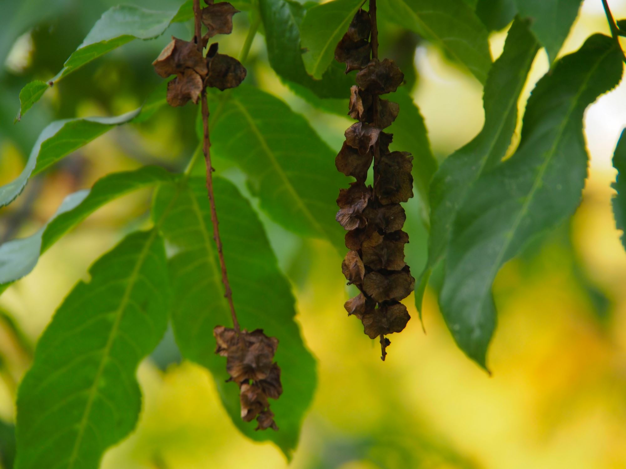 Image of Pterocarya fraxinifolia