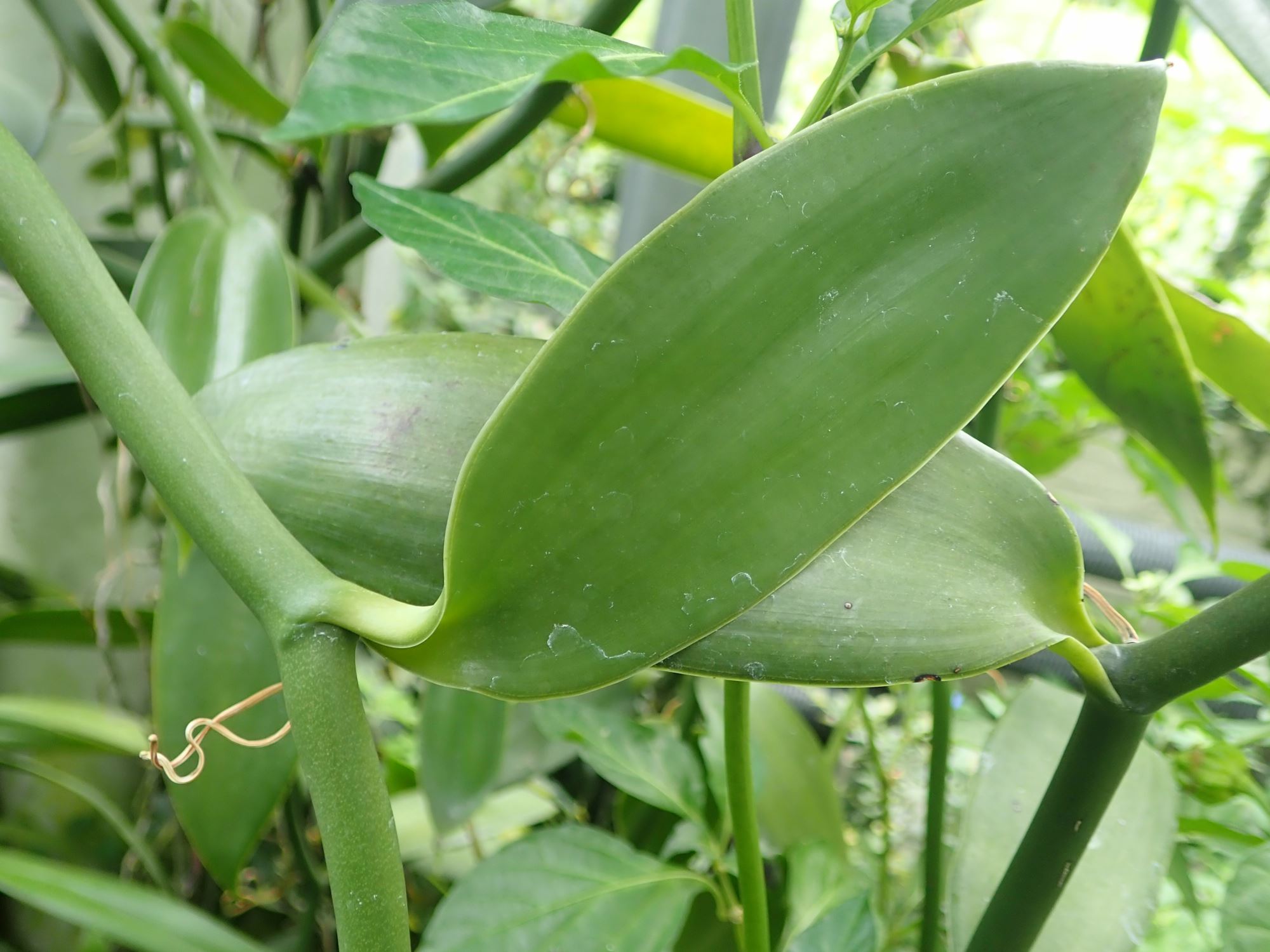 Image of Vanilla planifolia