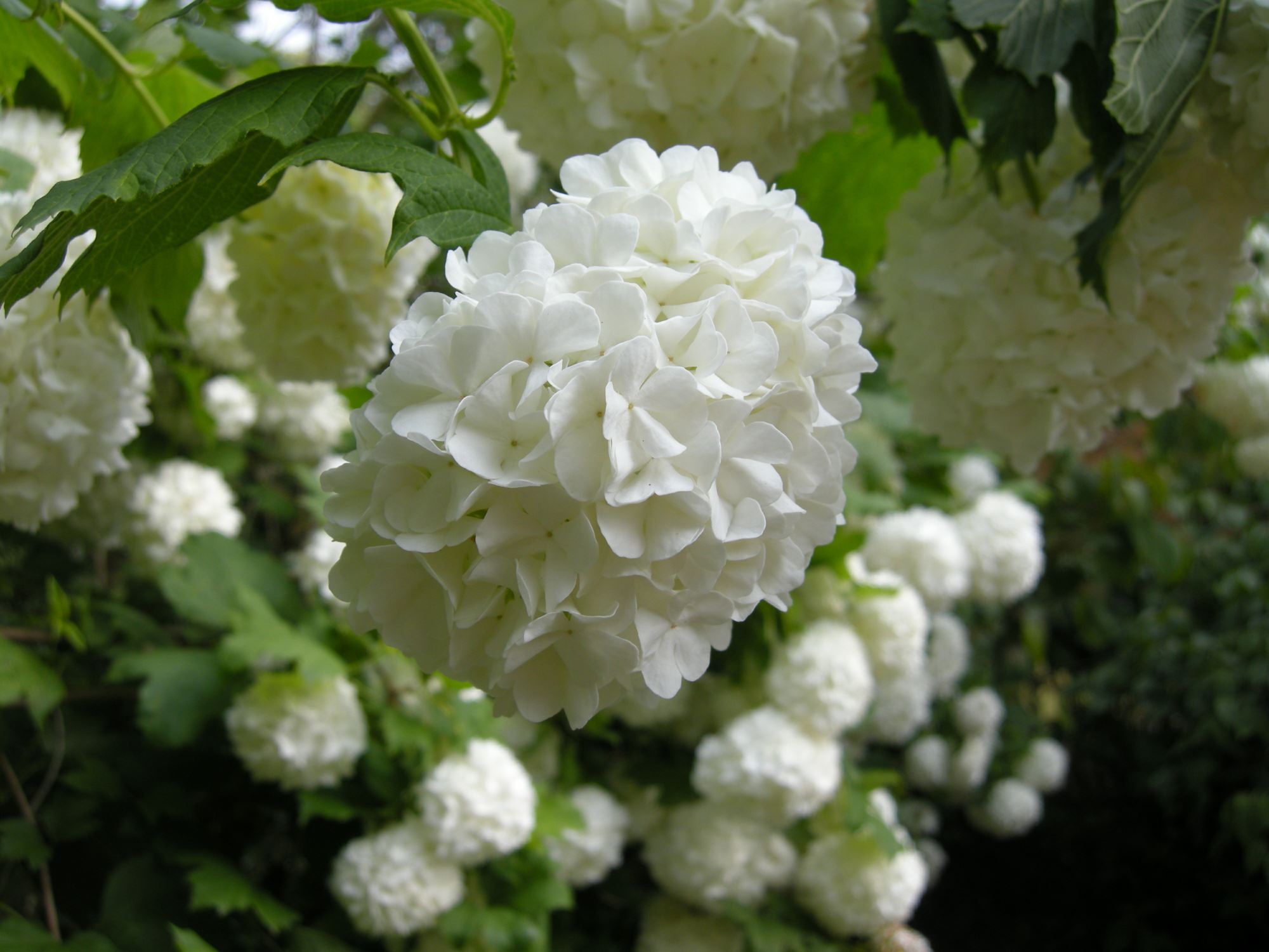 Image of Viburnum opulus 'Roseum'
