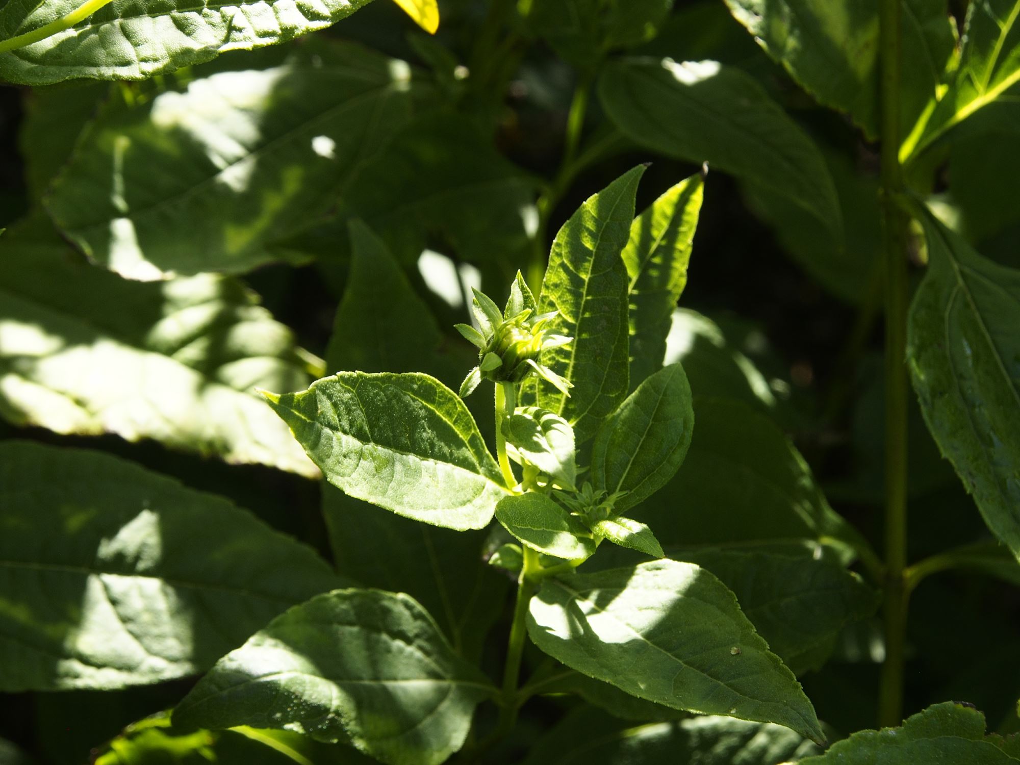 Image of Helianthus decapetalus