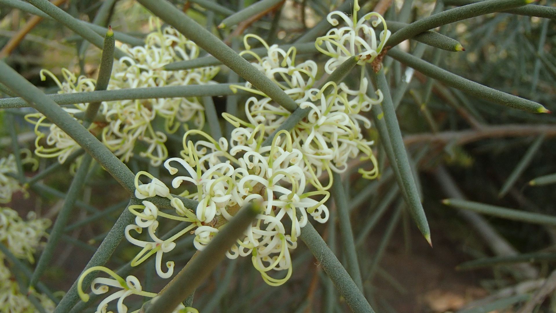 Image of Hakea recurva