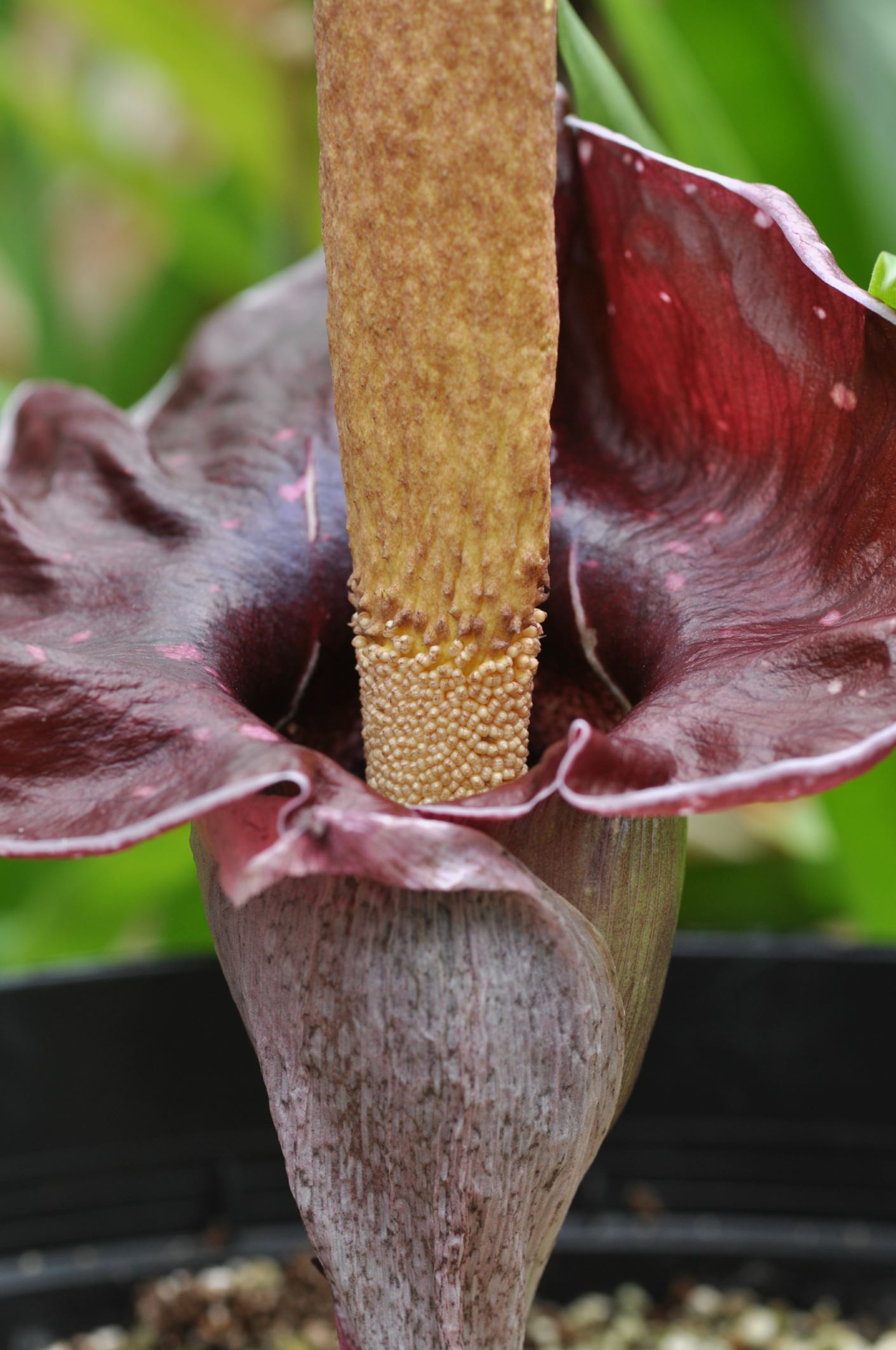 Image of Amorphophallus henryi