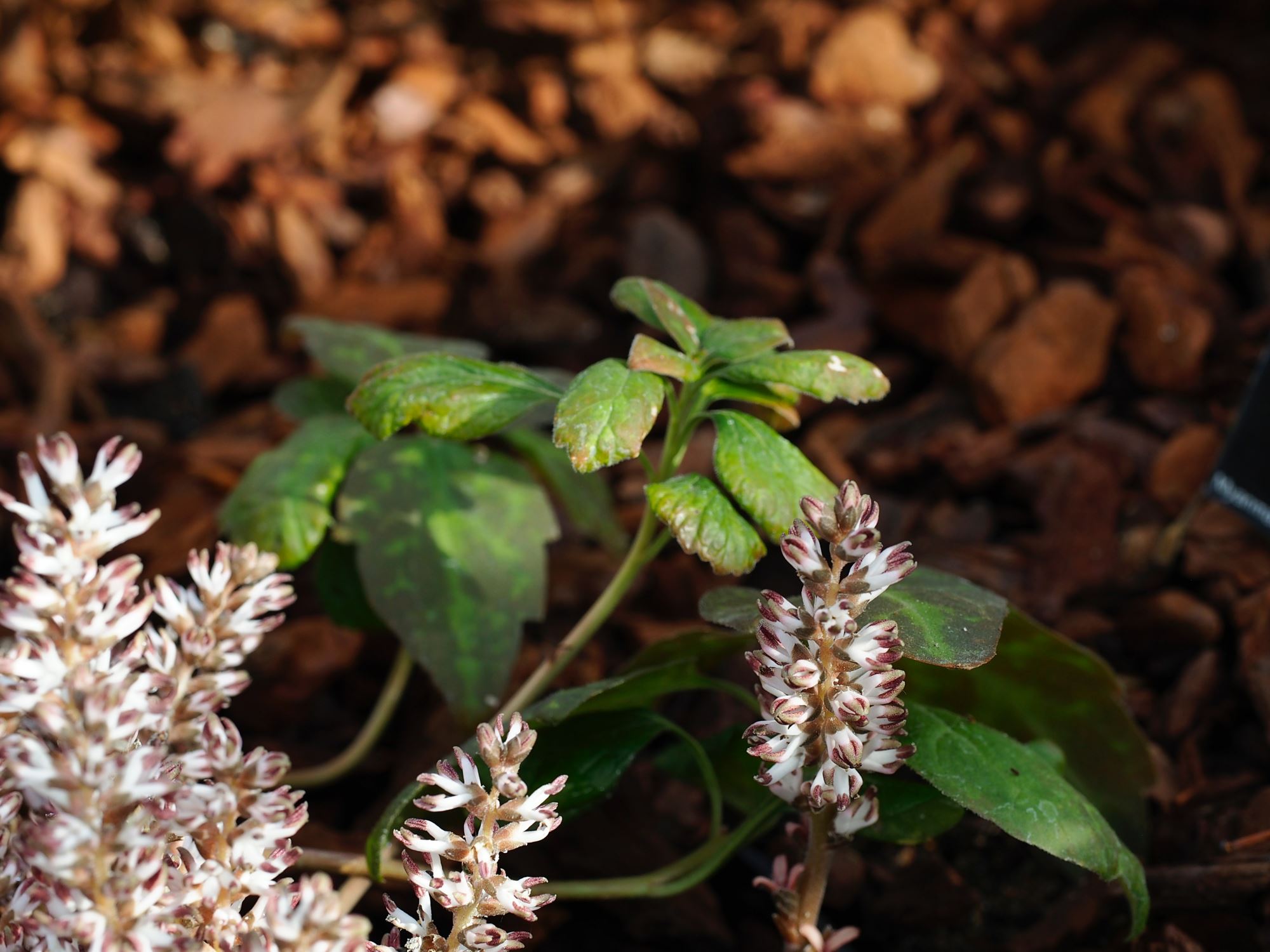 Image of Pachysandra procumbens