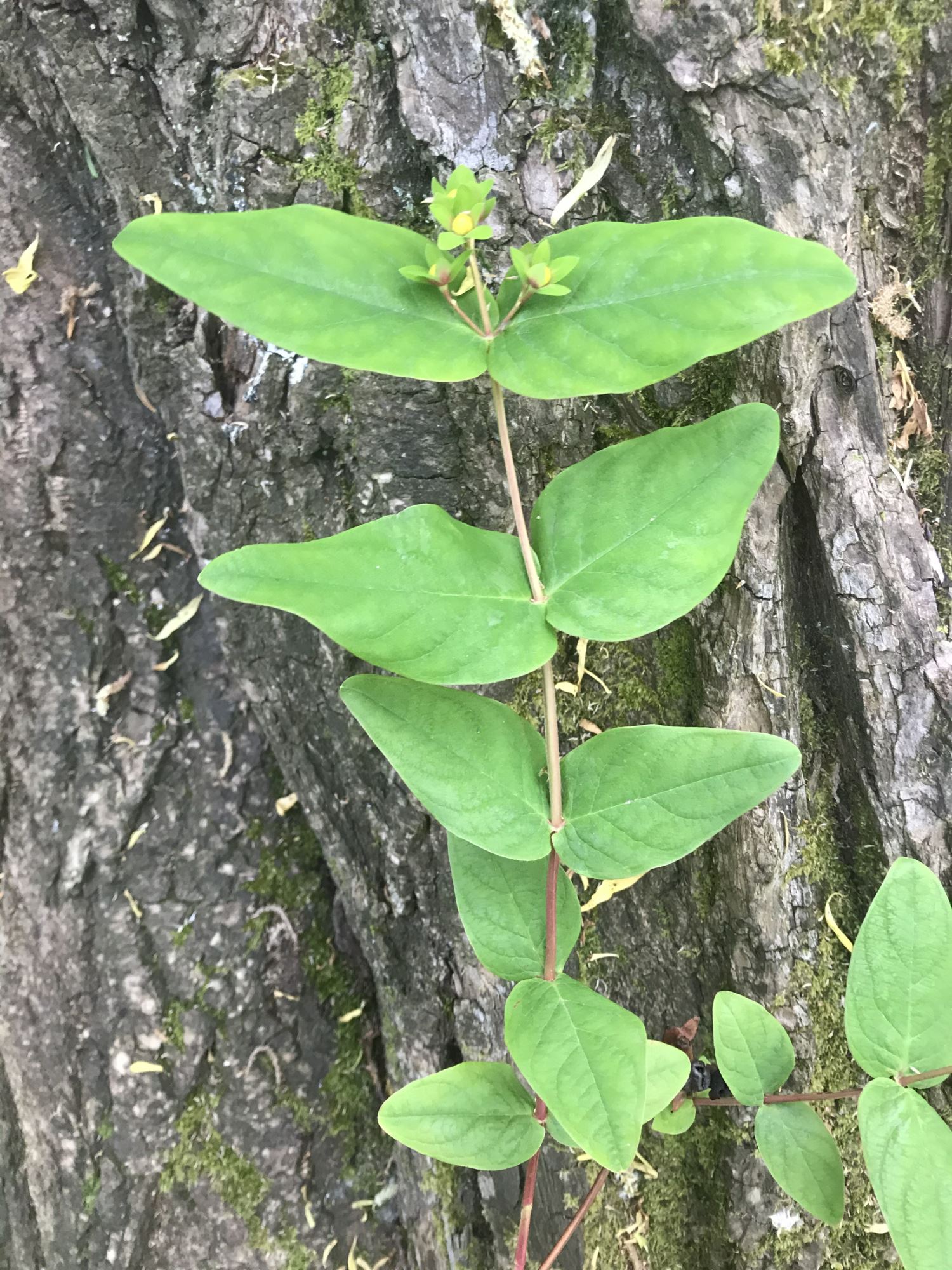 Image of Hypericum androsaemum