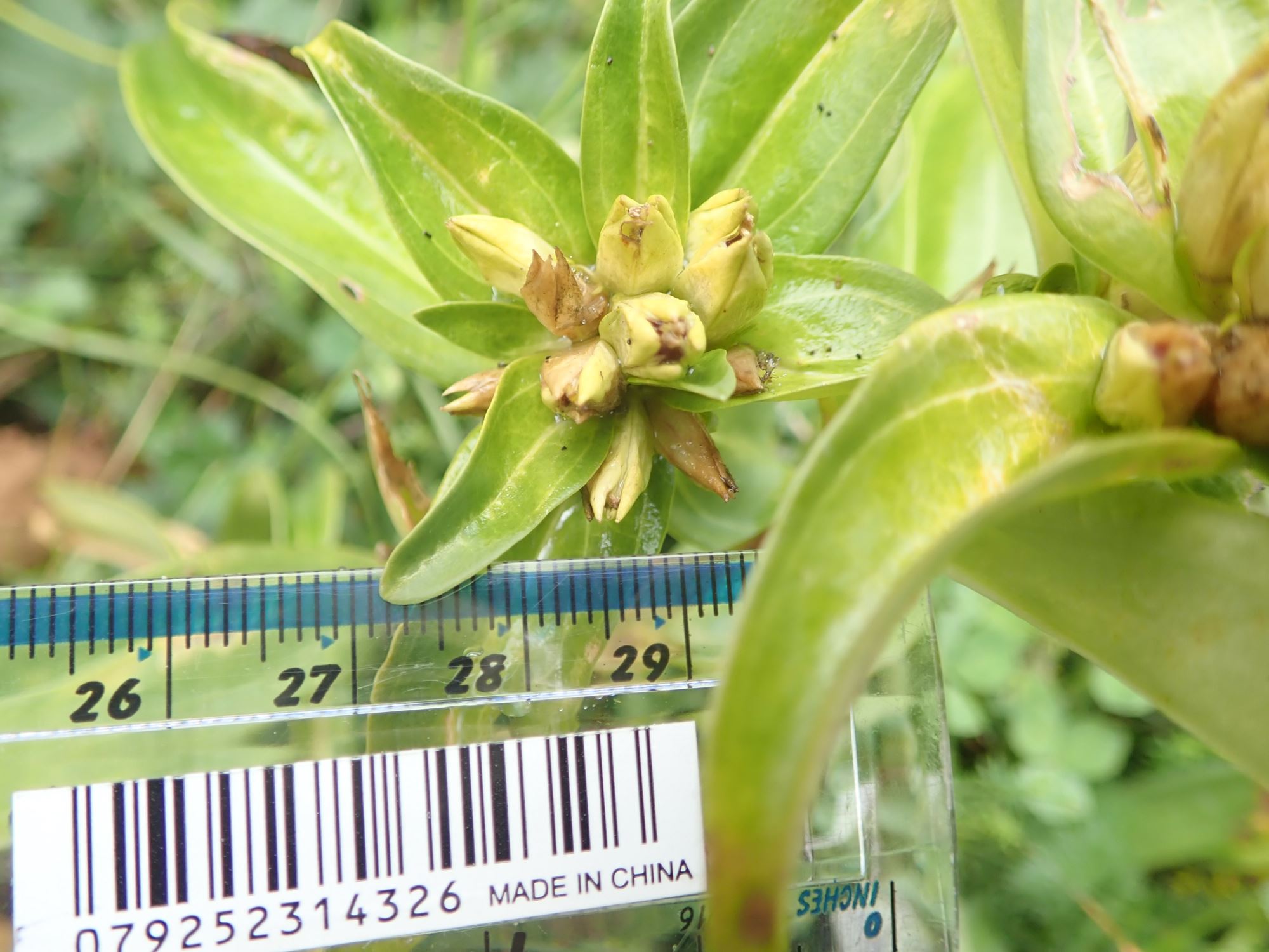 Image of Gentiana burseri