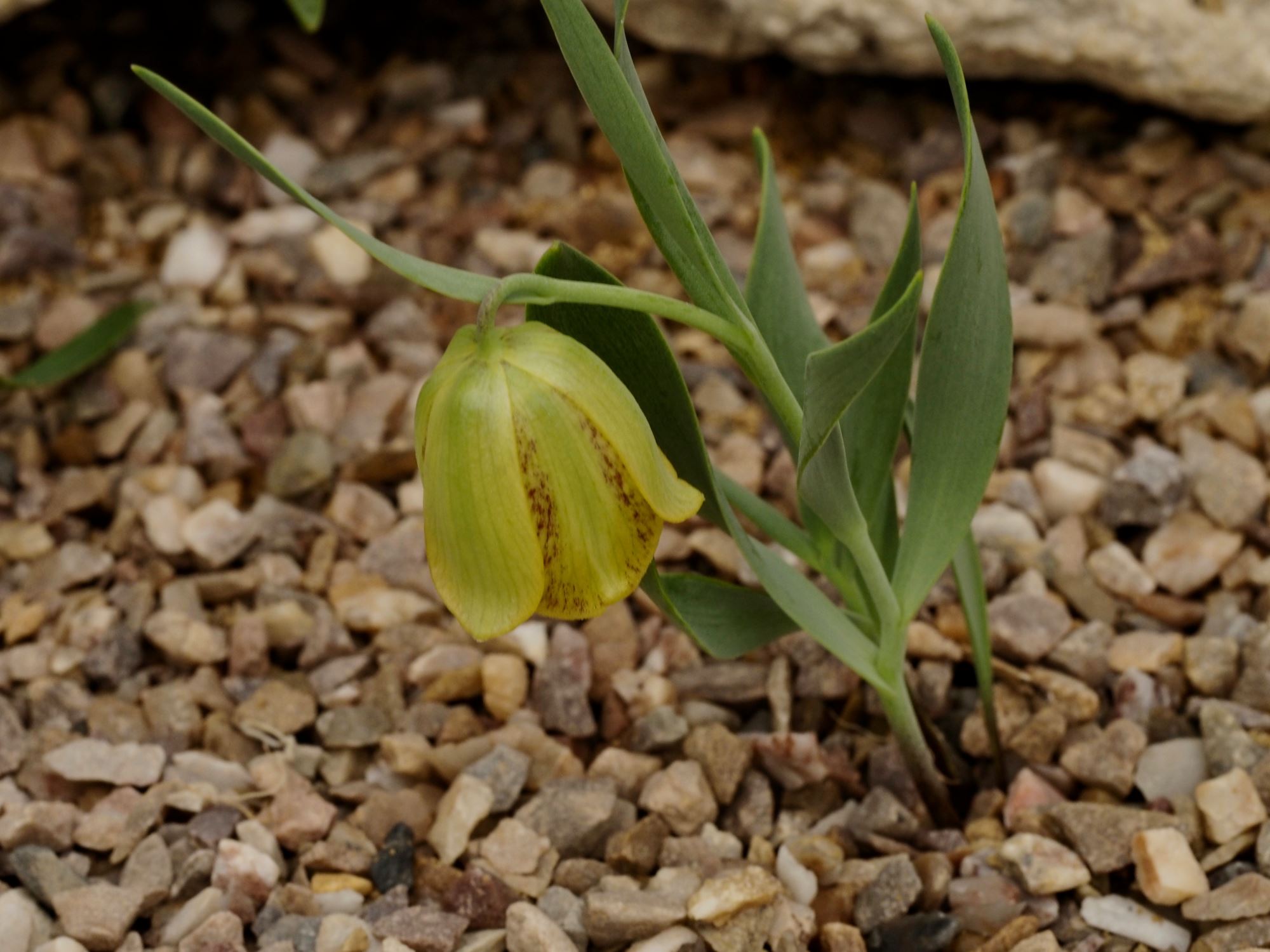Image of Fritillaria kurdica