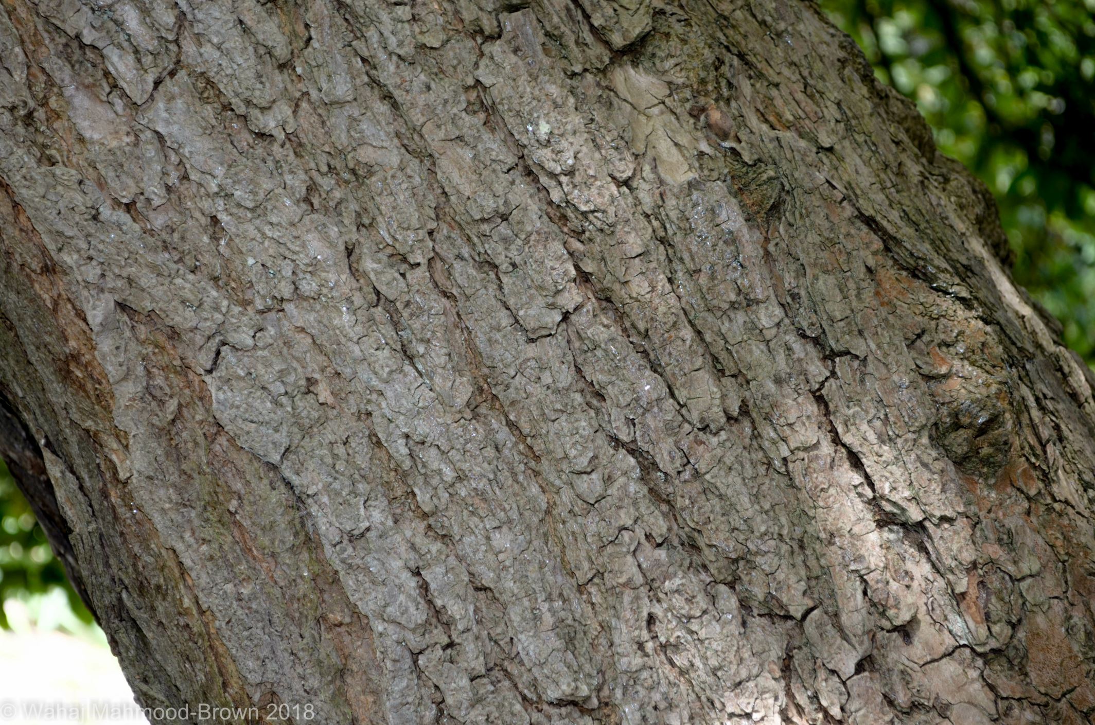 Image of Catalpa Ã— erubescens 'Purpurea'