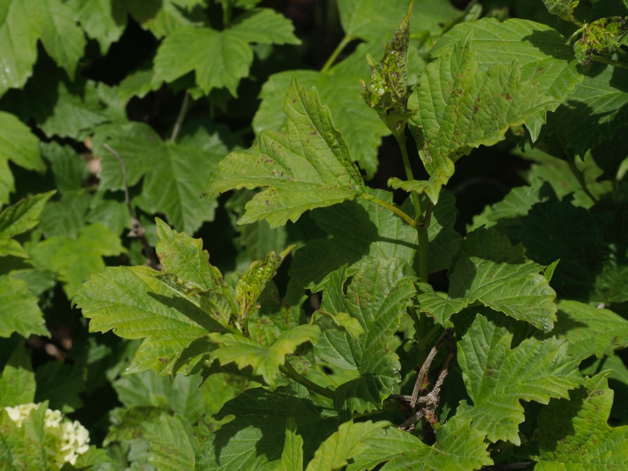 Image of Viburnum opulus 'Roseum'