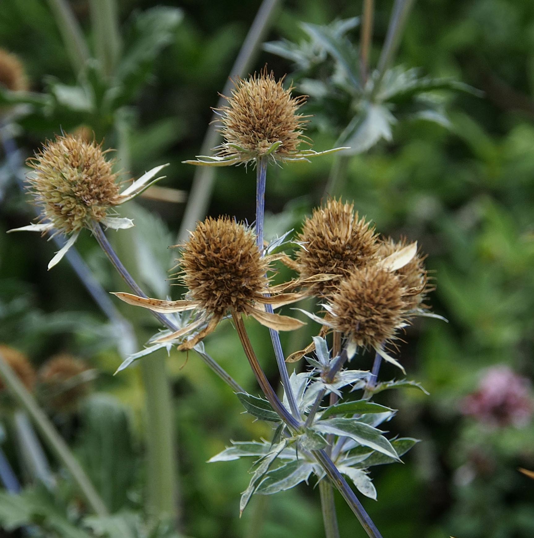 Image of Eryngium bourgatii 'Picos Blue'